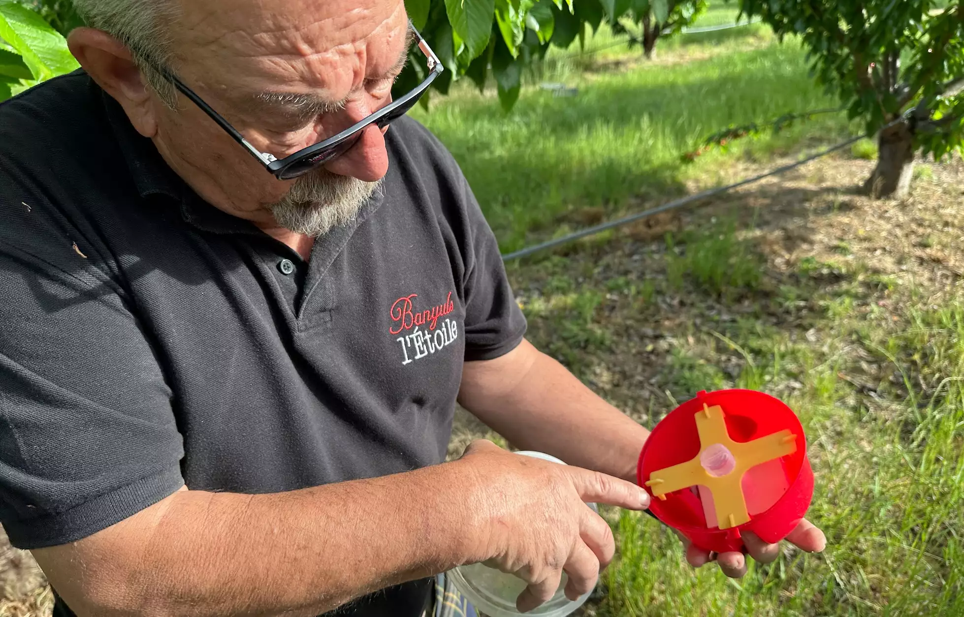 Testés pour la première année, les pièges à phéromones n’ont rien apporté à la lutte contre la mouche asiatique