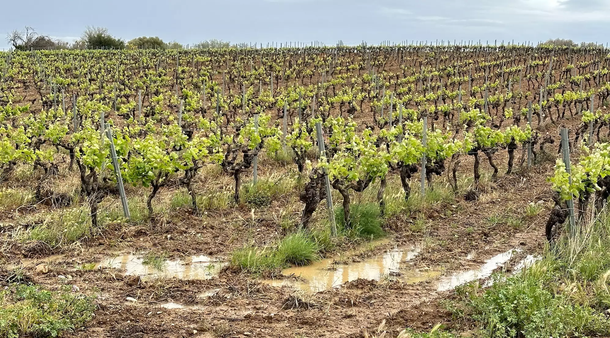 Des flaques d’eau dans les vignes entre Perpignan et Thuir le 1er mai 2024