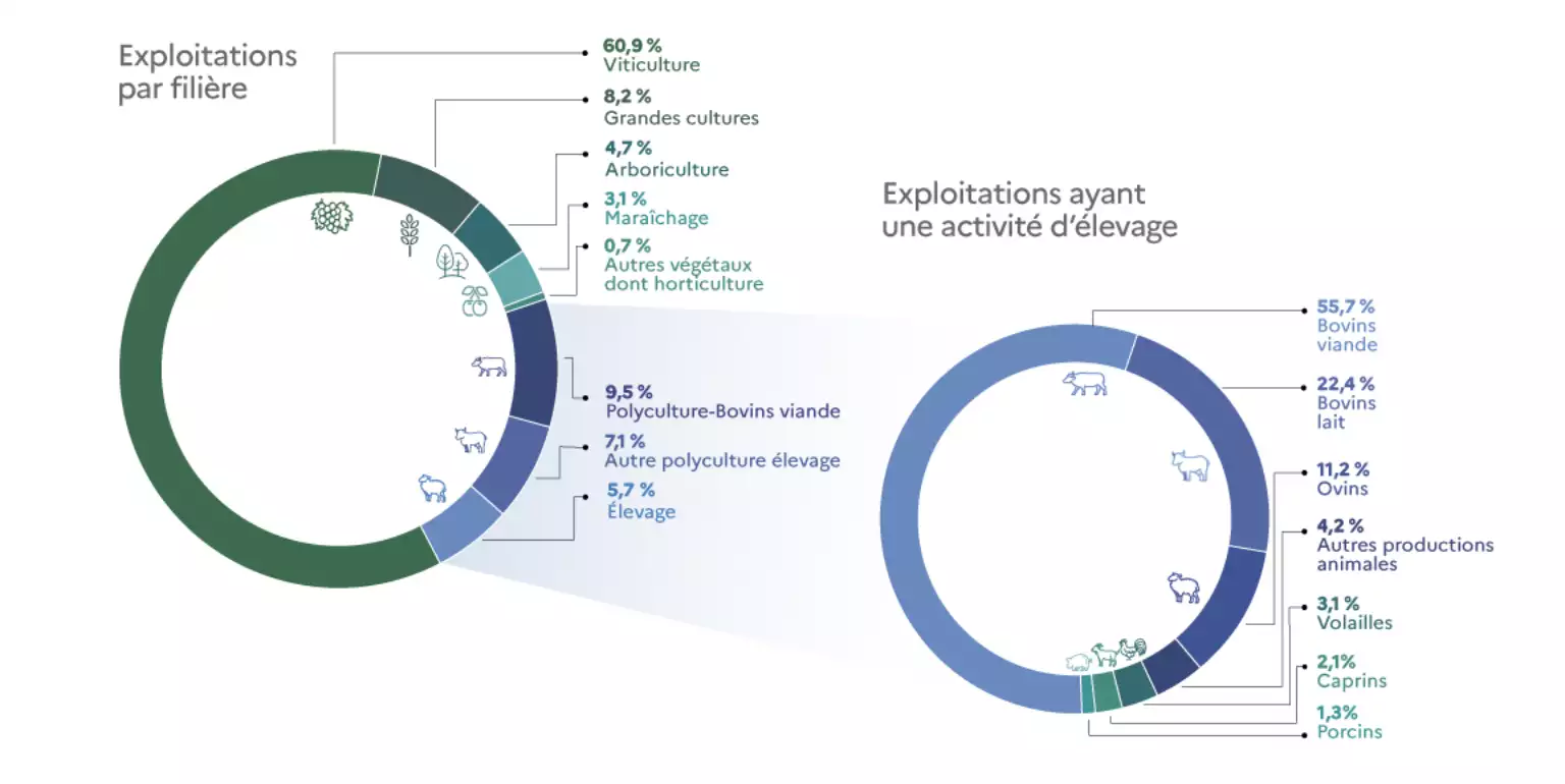 Part des exploitations certifiées HVE par filière (Source : ministère de l’Agriculture)
