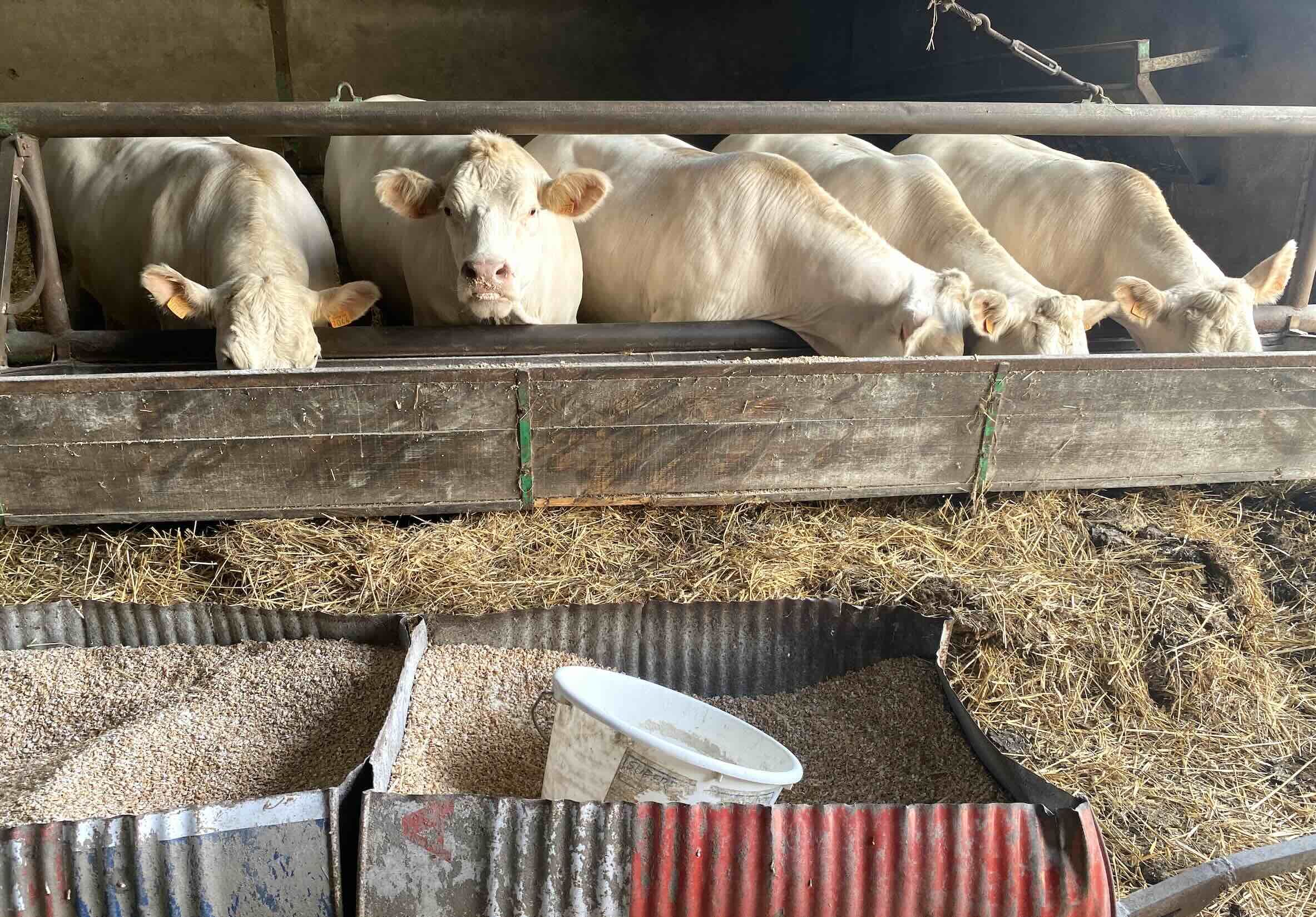 En viande bovine, l’objectif est de produire 50.000 broutards et 20.000 veaux supplémentaires par an pour amener l’engraissement à +20.000 tec par rapport à 2023/2024, sans diminuer l’export d’animaux vifs (Crédit photo : R. Lecocq)