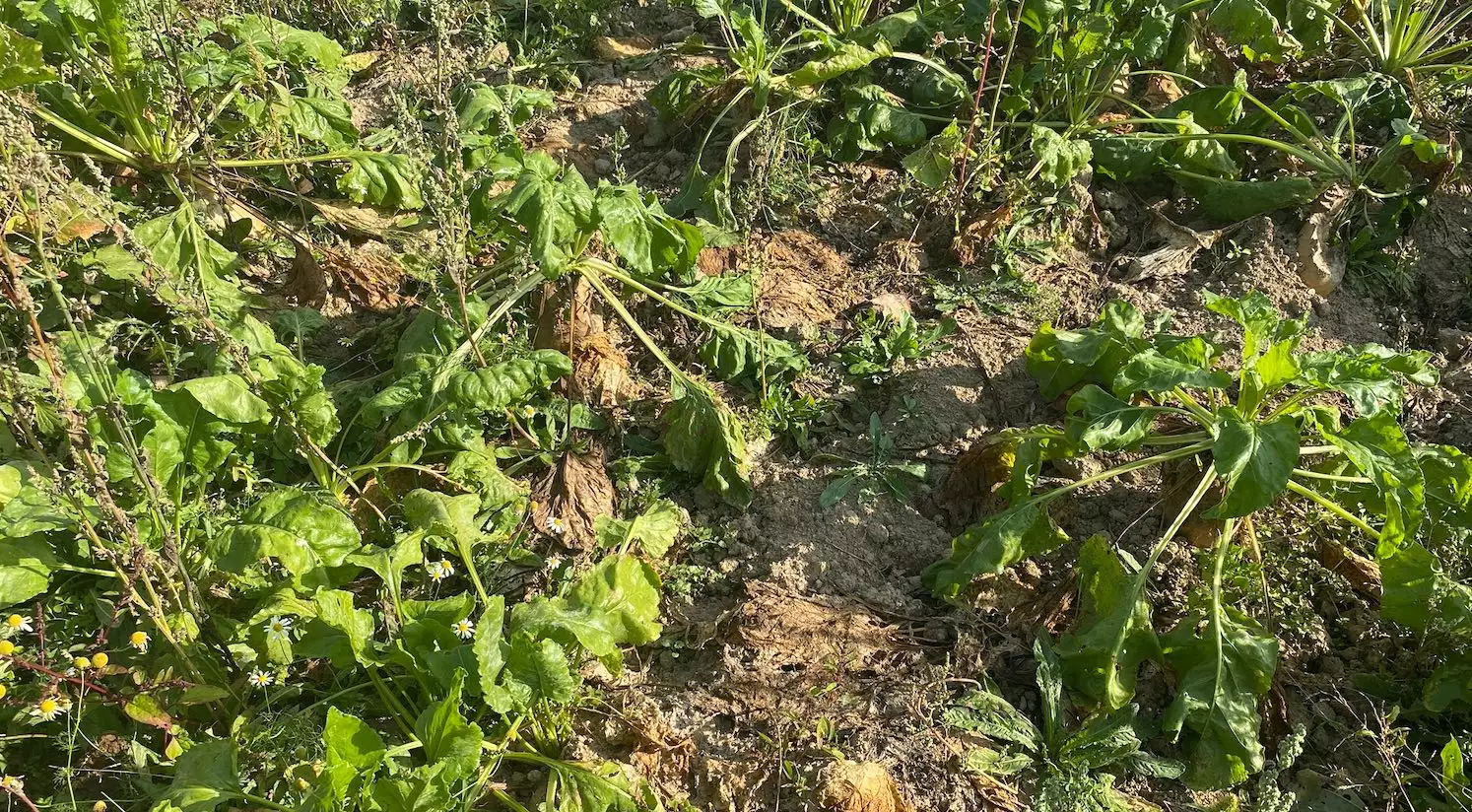 Sur 50 ha, 49 ha sont réservés à l’herbe et 1 ha à la betterave fourragère et au blé en mélange