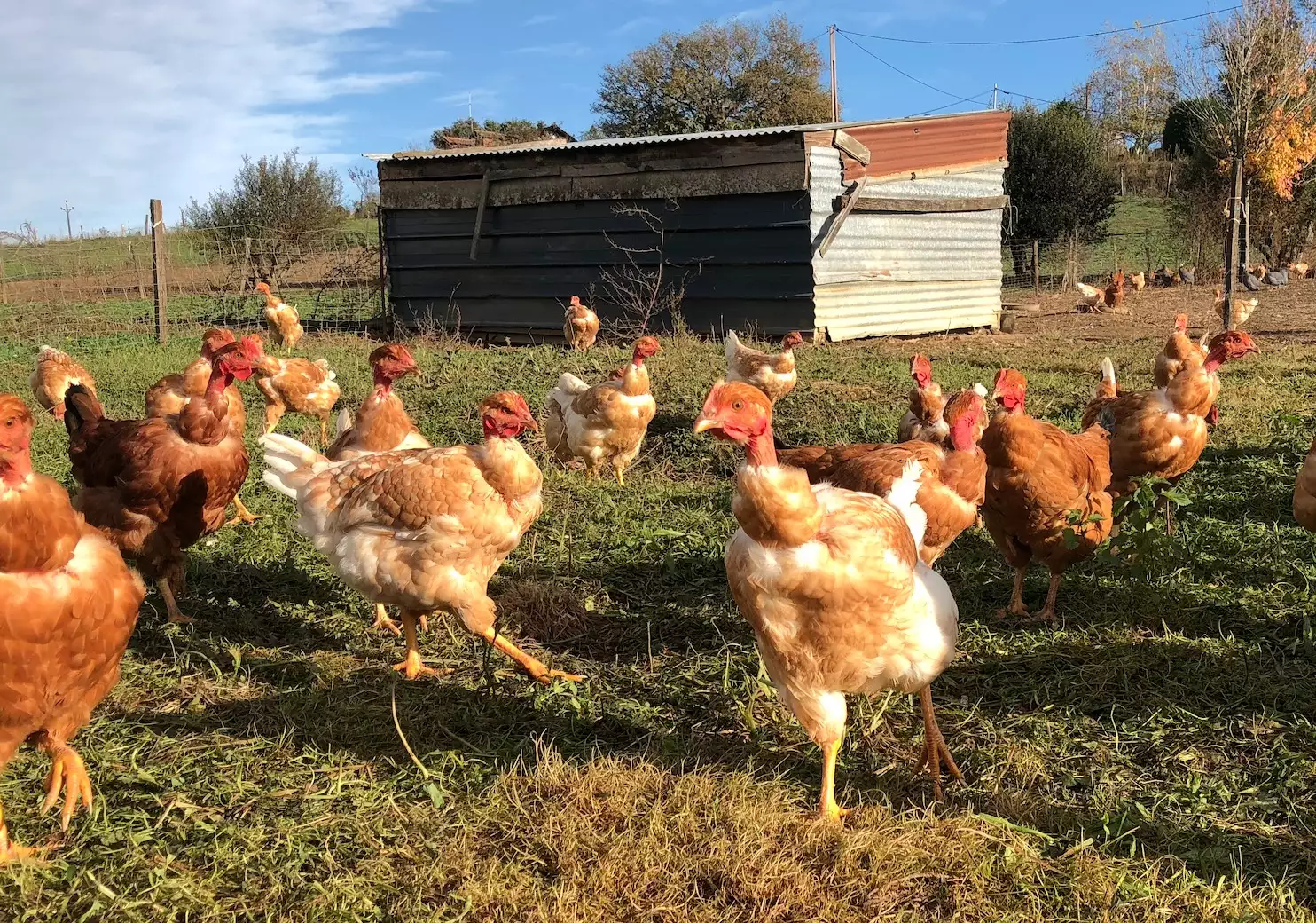 Une petite ferme dans le Béarn (Crédit photo : R. Lecocq)