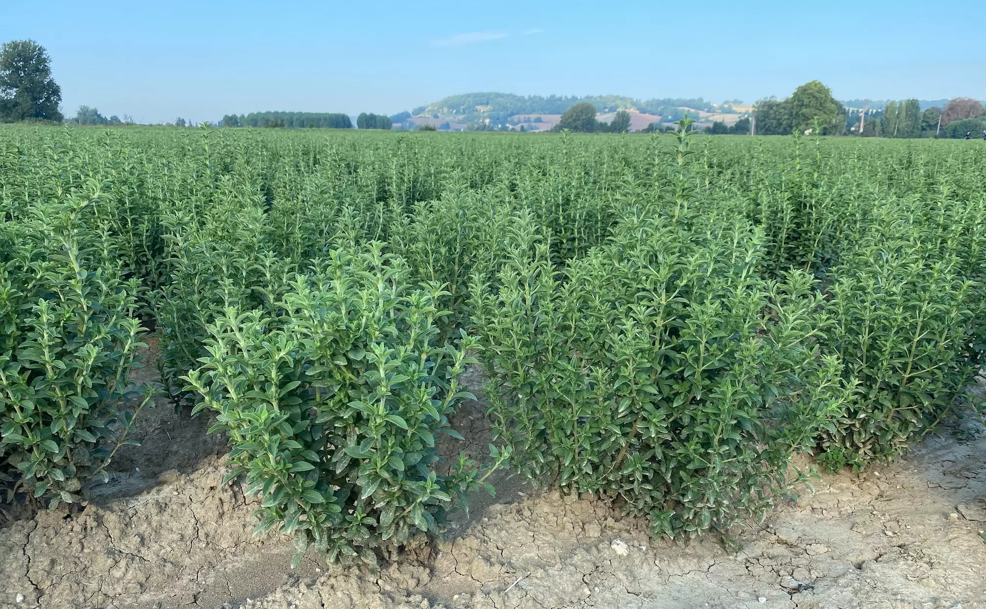 L’appel à projet sert la structuration des filières agricoles et agroalimentaire, au service de la création de valeur en amont et en aval et en phase avec la planification écologique (Crédit photo : R. Lecocq)