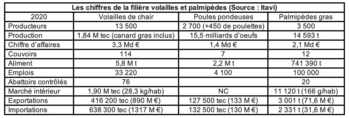 Les chiffres de la filière volailles et palmipèdes (Source : Itavi)