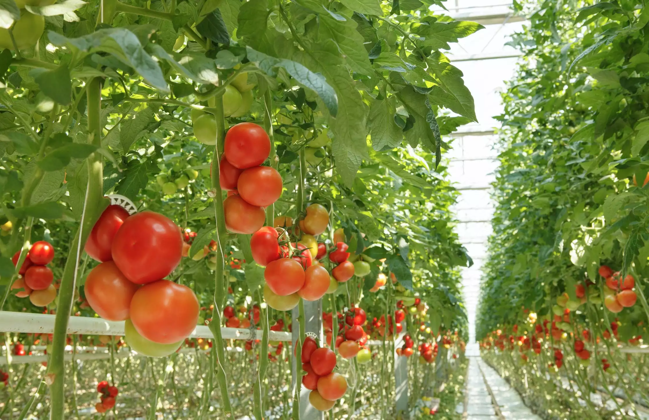 En 2020, le déficit de la balance commerciale en tomate fraiche s’est élevé à environ 300.000 t, équivalant à 240 millions d’euros