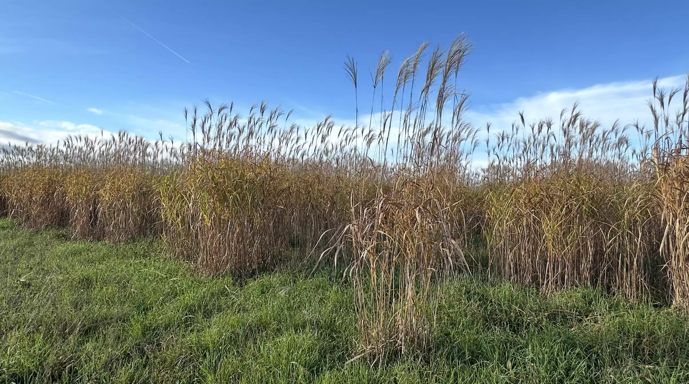 Pour protéger la ressource, le maïsiculteur détoure ses parcelles avec du miscanthus sinon des bandes enherbées de 20 mètres