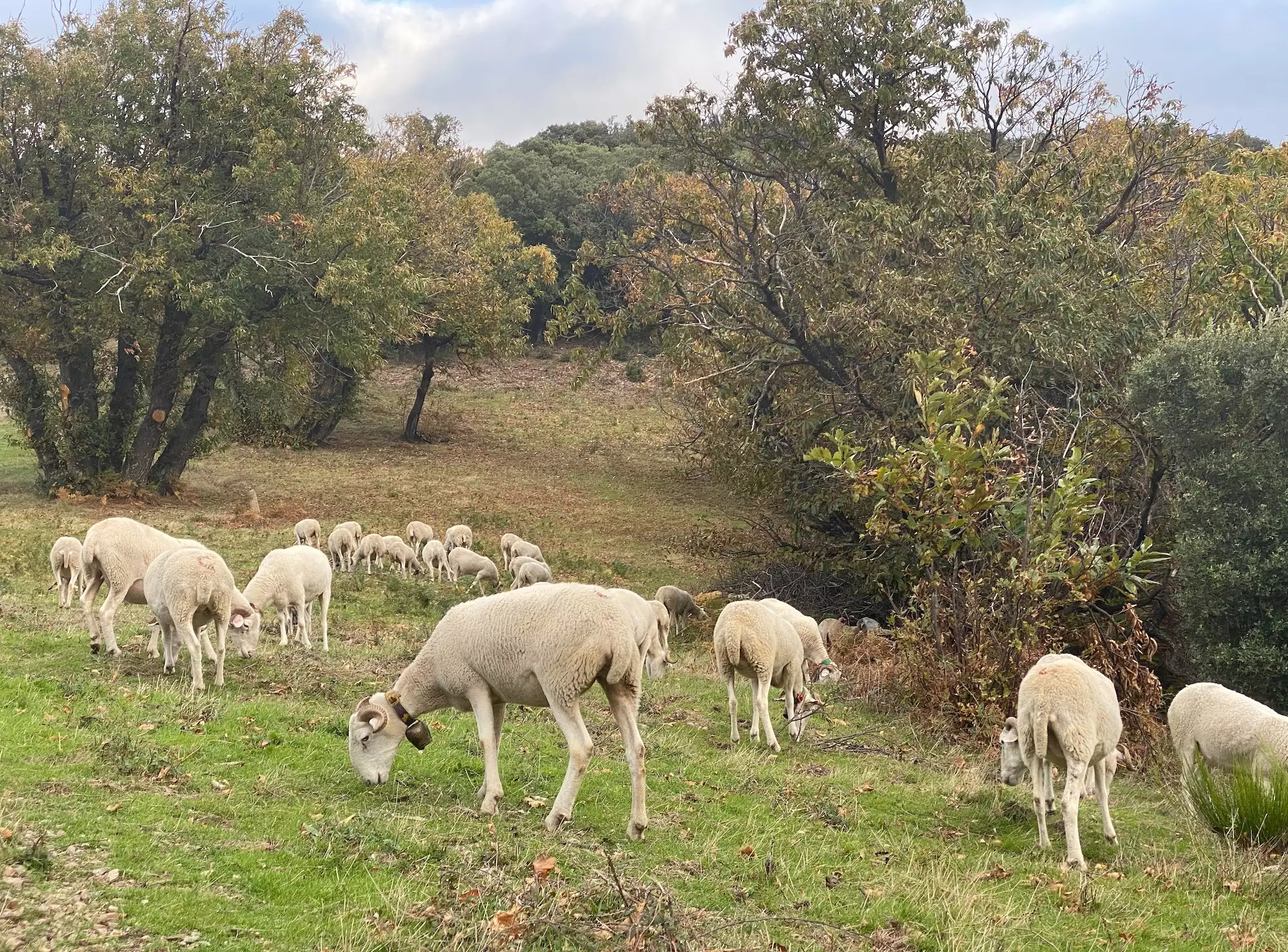 Sans pastoralisme et sans la préservation de milieux ouverts, pas de tourisme (Crédit photo : R. Lecocq)