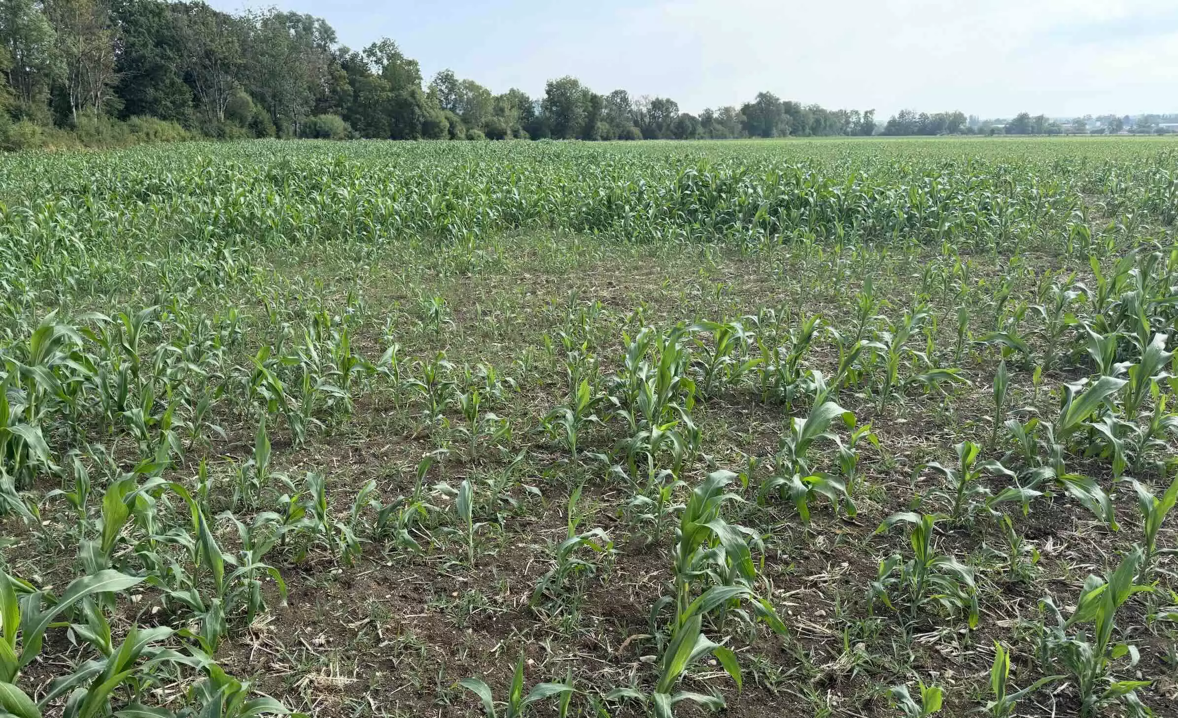 Un champ de sorgho en dérobé derrière un triticale © R. Lecocq