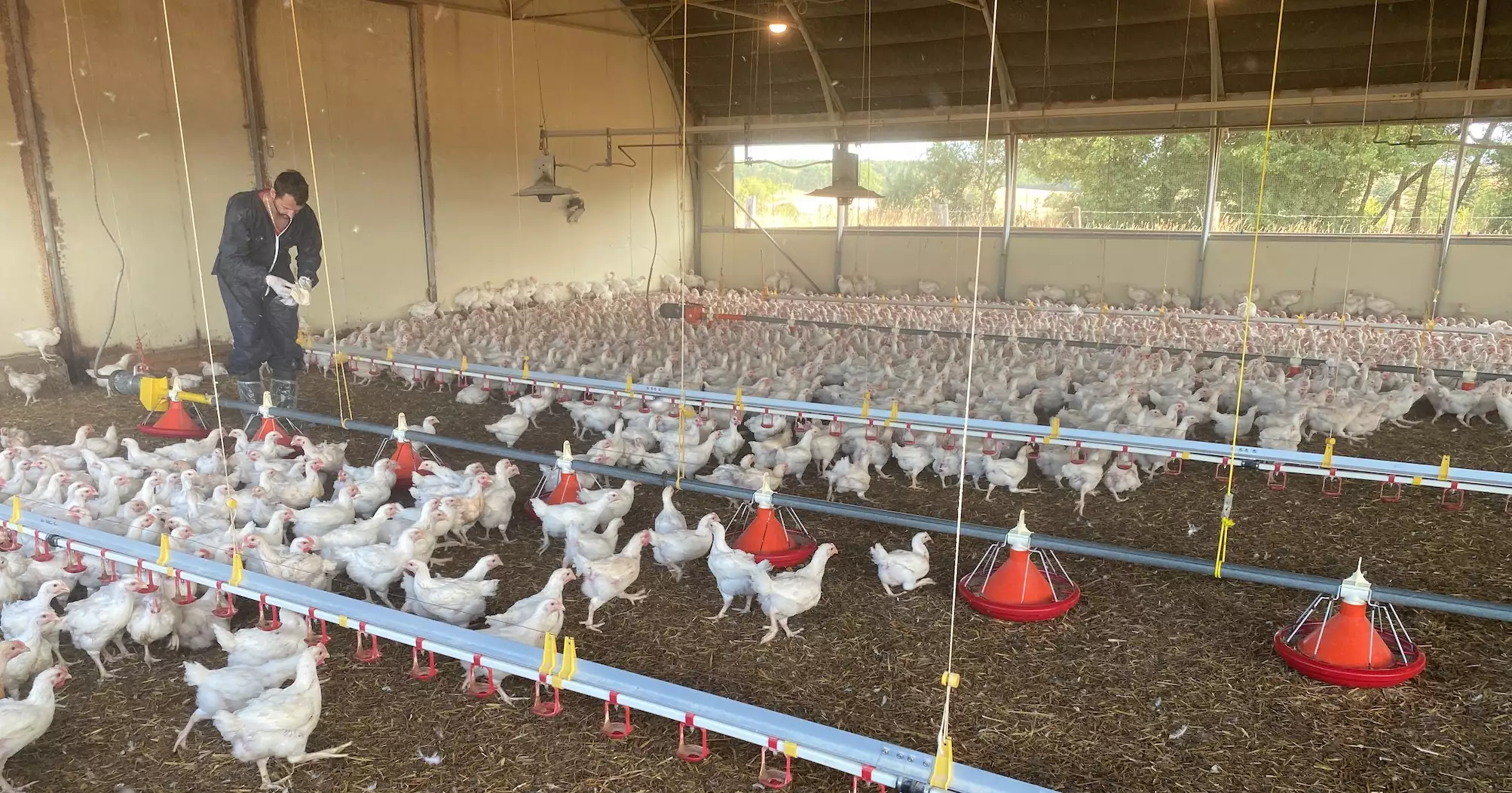 Mathieu Robert en cours de prélèvement pour analyse salmonelle dans son bâtiment de production de poulets de 50 jours
