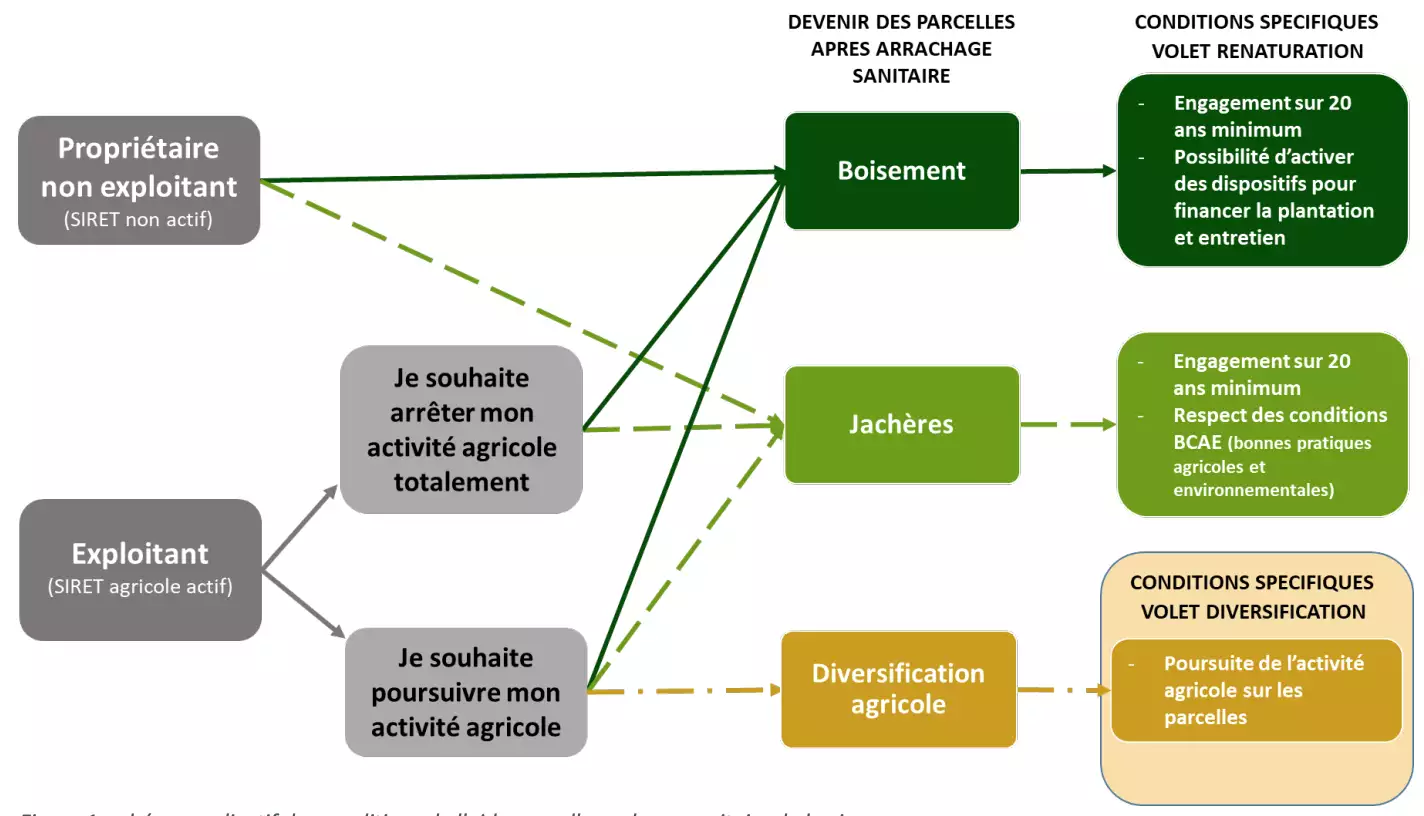 Dispositif d’arrachage sanitaire (Source : Préfecture de la Gironde / CIVB)