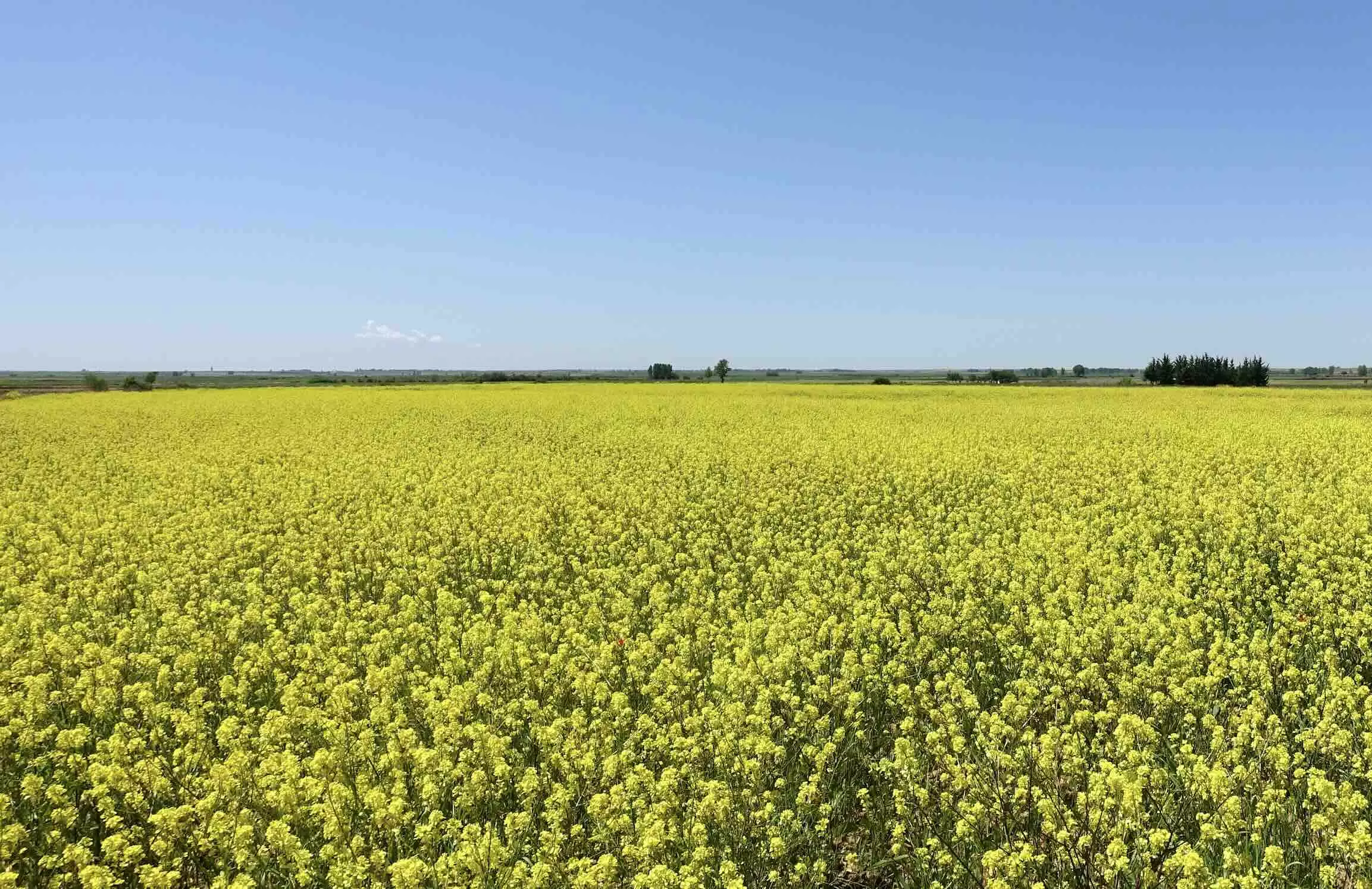 Dans ces systèmes, l’IFT a été réduit de 38%, sans impact sur les performances économiques (Crédit photo : Réseau Dephy)