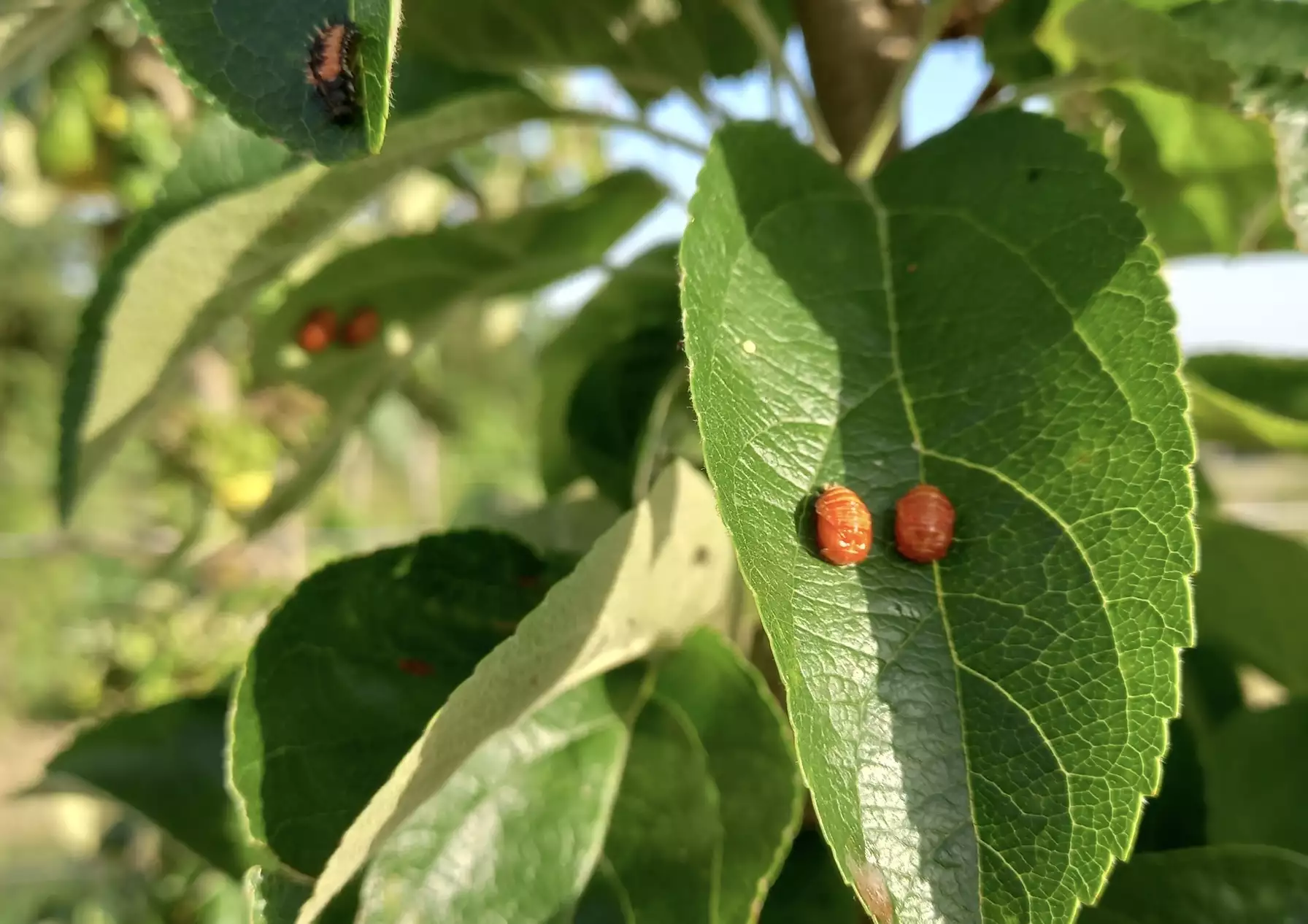 Nymphes de coccinelles sur des feuilles de pommiers © Mathieu Cogné
