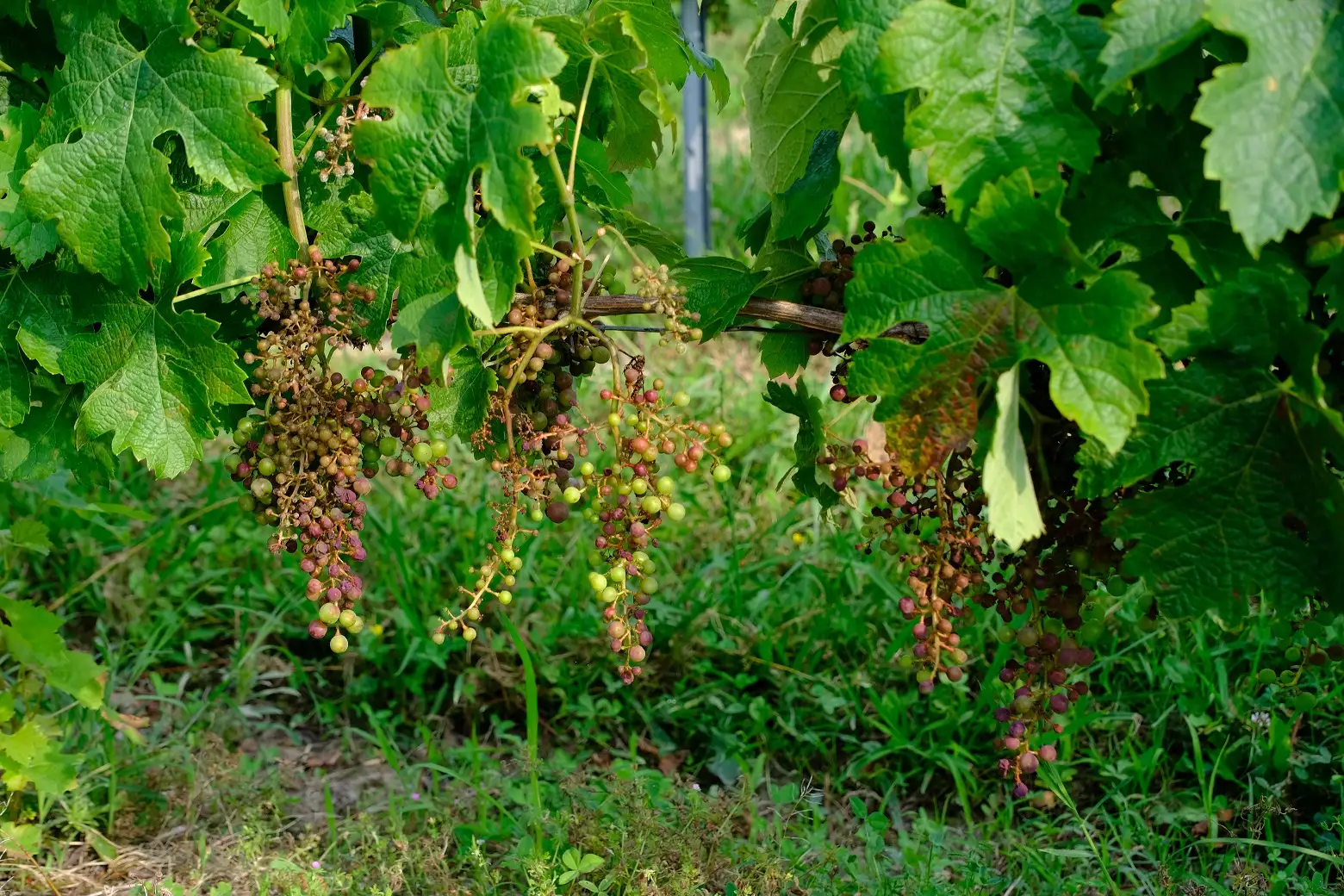 Symptômes de rot gris sur grappes (Crédit photo : Dominique Dochier - Chambre d’agriculture de la Gironde)