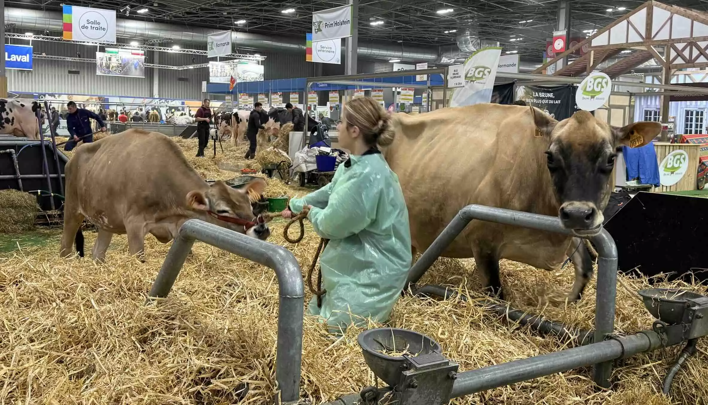 La jersiaise est une race réputée docile mais certains matins…