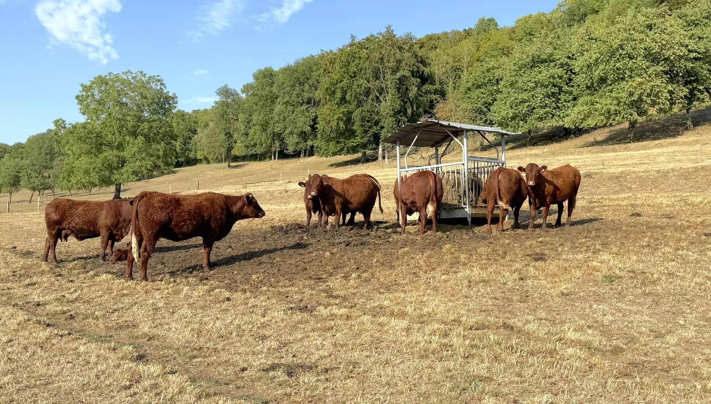 Dans 37 départements, les stocks de fourrages sont réduits de plus de 50% © R. Lecocq