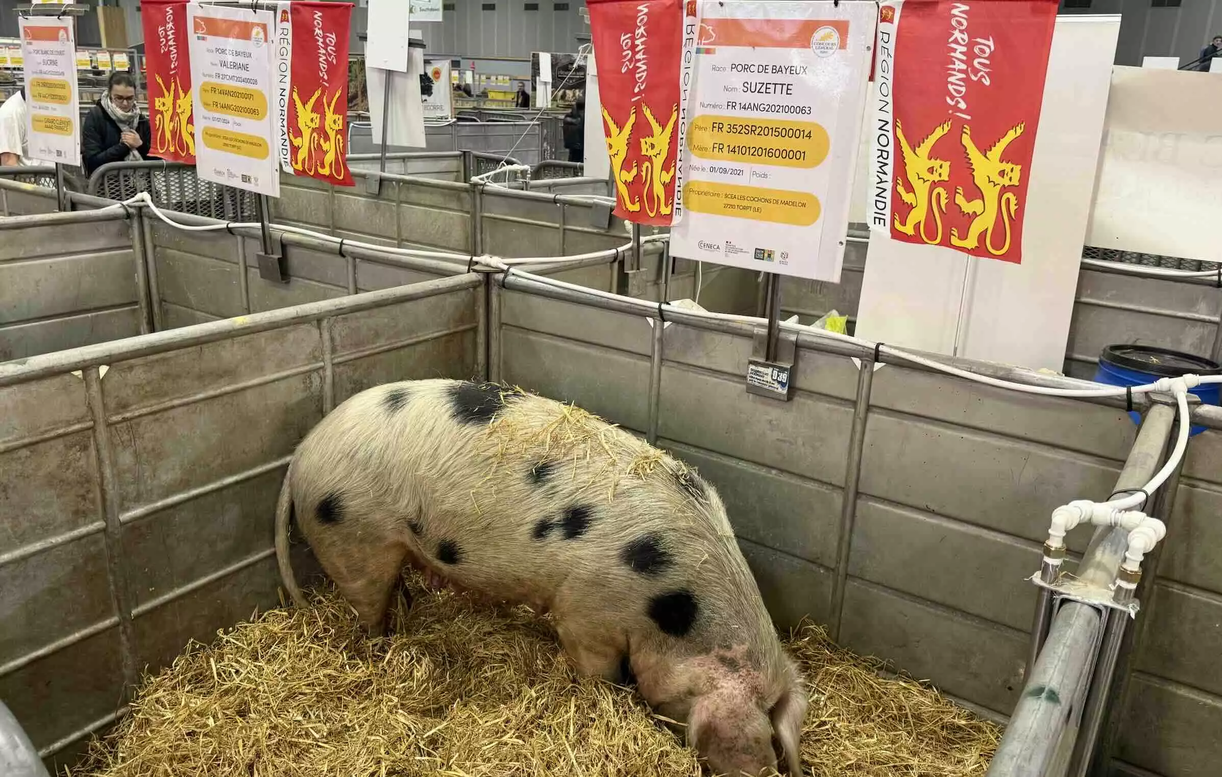 Le Porc de Bayeux doit sa survie à 26 élevages et à un peu plus de 130 reproductrices dans toute la France