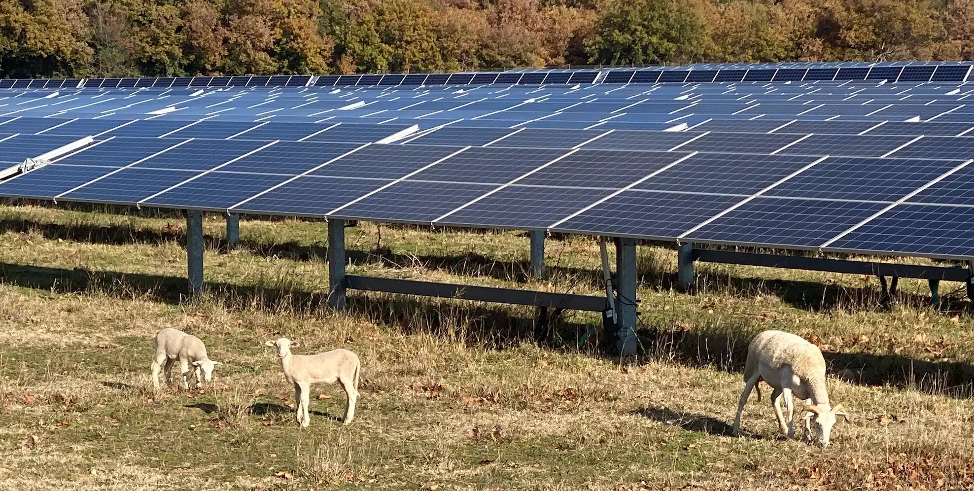 La filière ovine s’avère très attractive... pour les opérateurs photovoltaïques (Crédit photos : R. Lecocq)