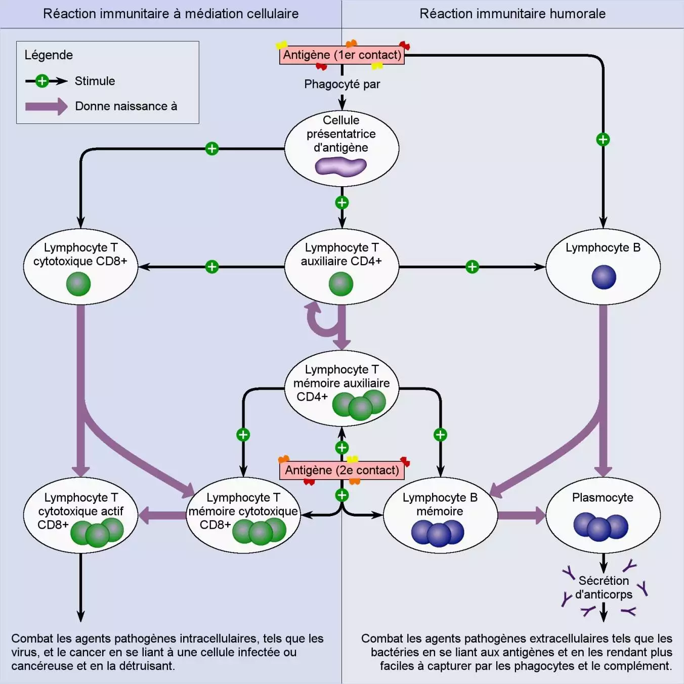 Adapté de Campbell Biology