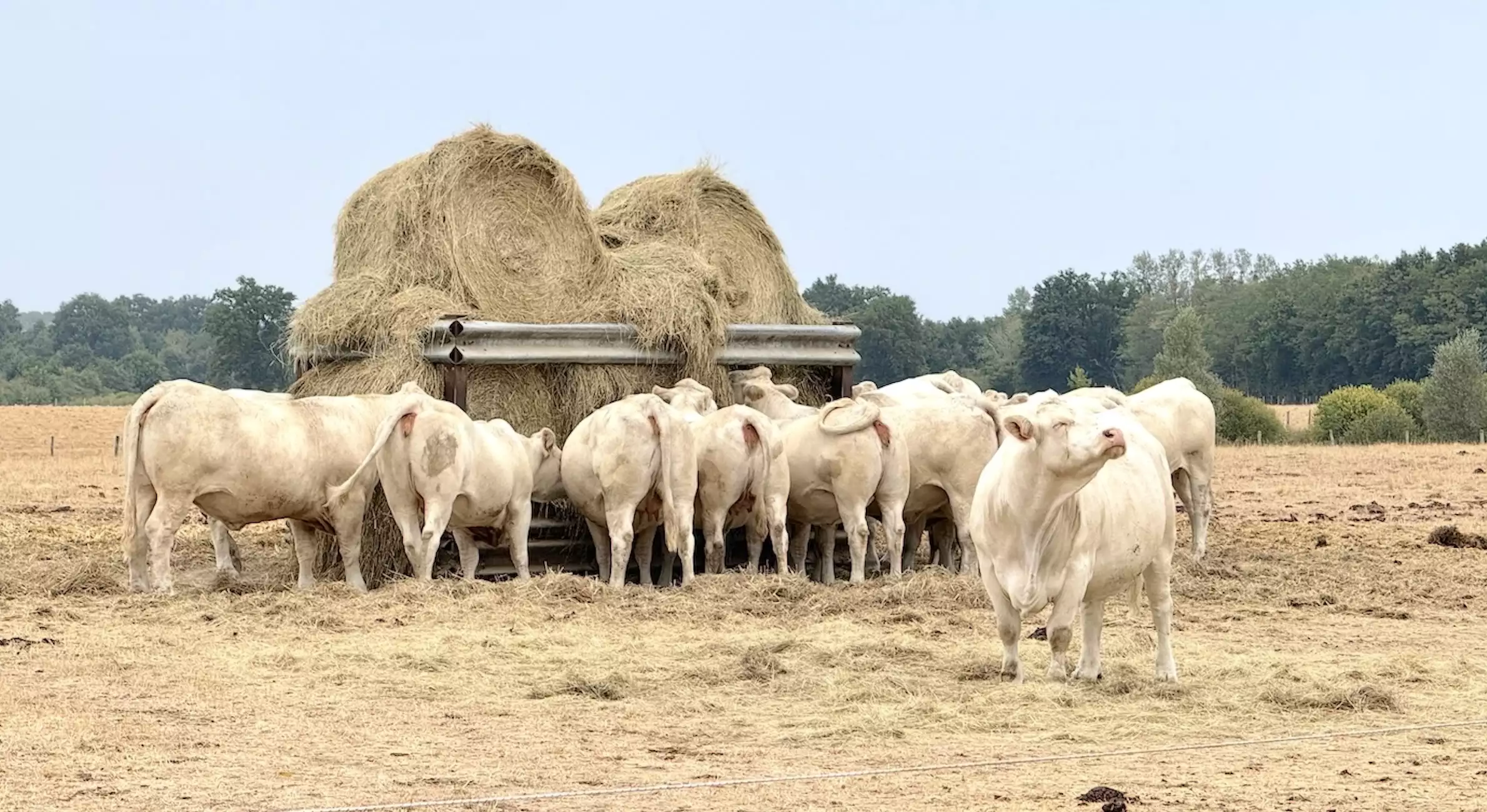 Un troupeau de charolaises en Saône-et-Loire le 31 juillet 2026 © R. Lecocq