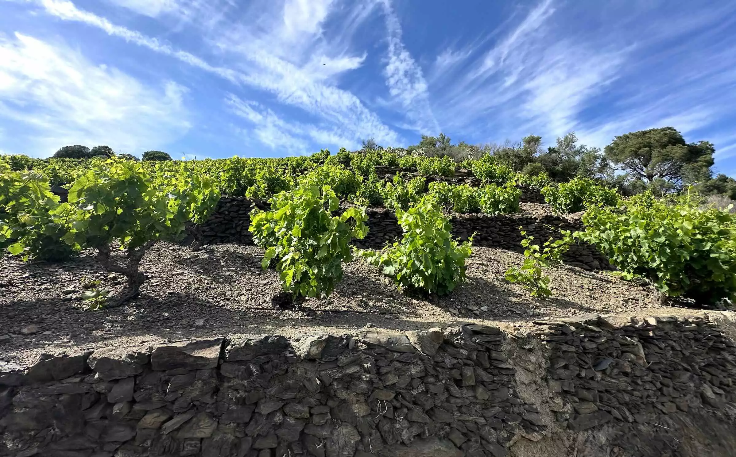 Le vignoble en terrasse du cru Collioure-Banyuls © R. Lecocq