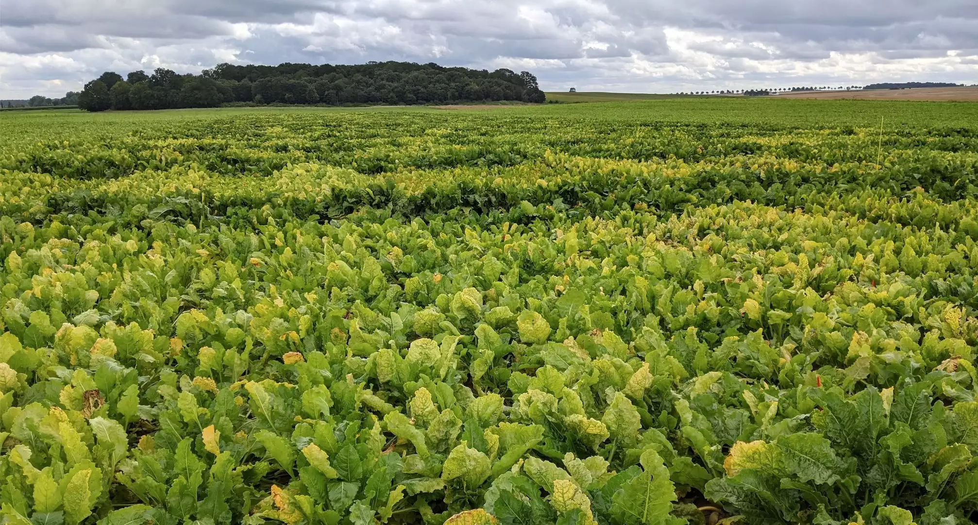 En attendant les variétés tolérantes, les plantes compagnes, les répulsifs et la suppression des réservoirs viraux liés aux repousses et aux couloirs de déterrage constituent trois leviers de nature à juguler les attaques de jaunisse (Crédit photo : Deleplanque)