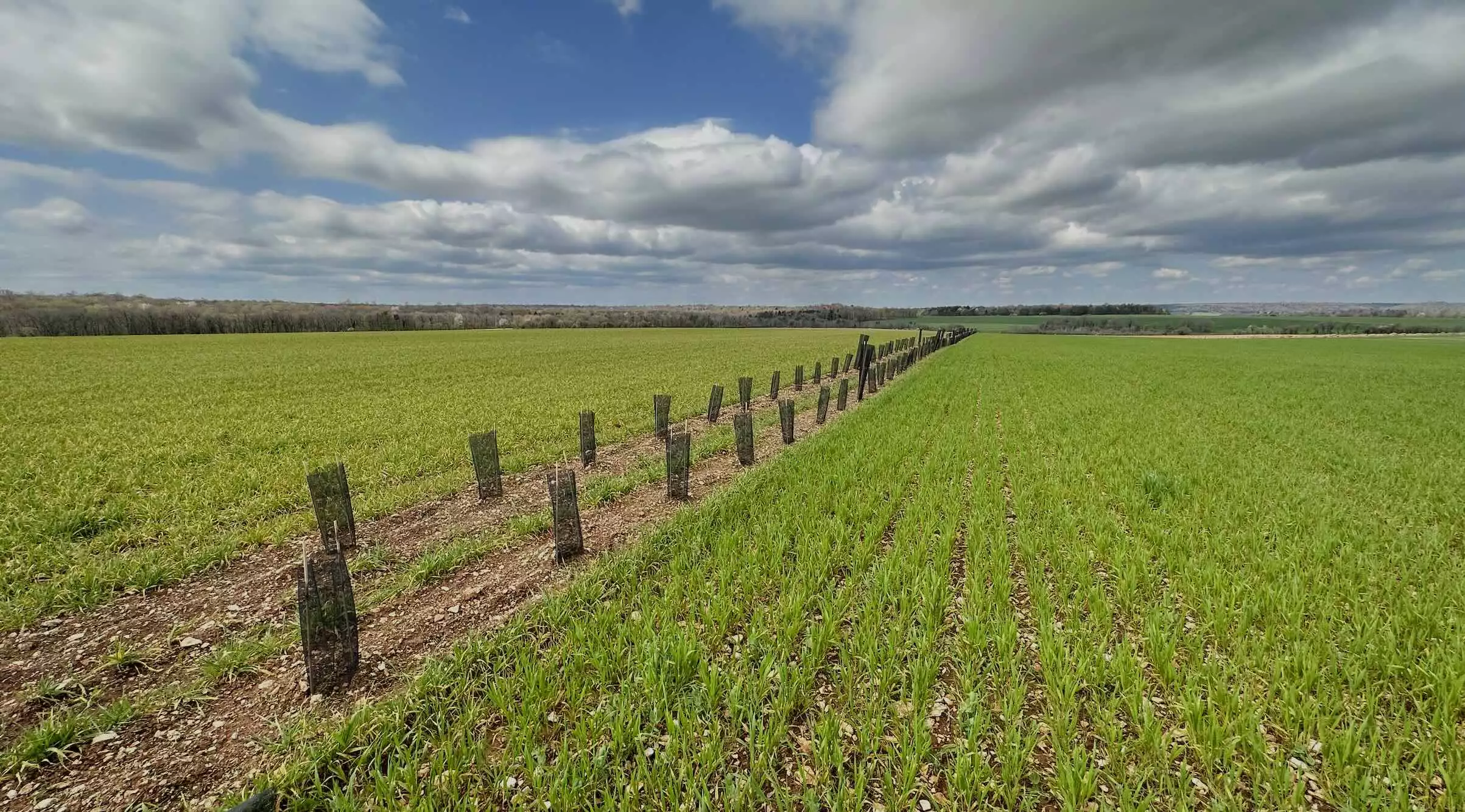 La haie, sacrifiée depuis des lustres par les remembrements et les arasements au nom des gains de productivité, allait de nouveau barrer l’horizon des mornes plaines (Crédit photo : R. Lecocq)