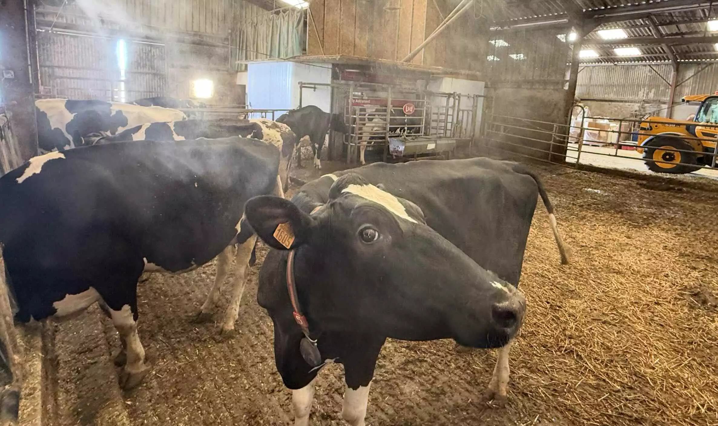 Depuis la fin du mois de juin, l’éleveur perd quotidiennement entre 10% et 15% de la production de lait © R. Lecocq