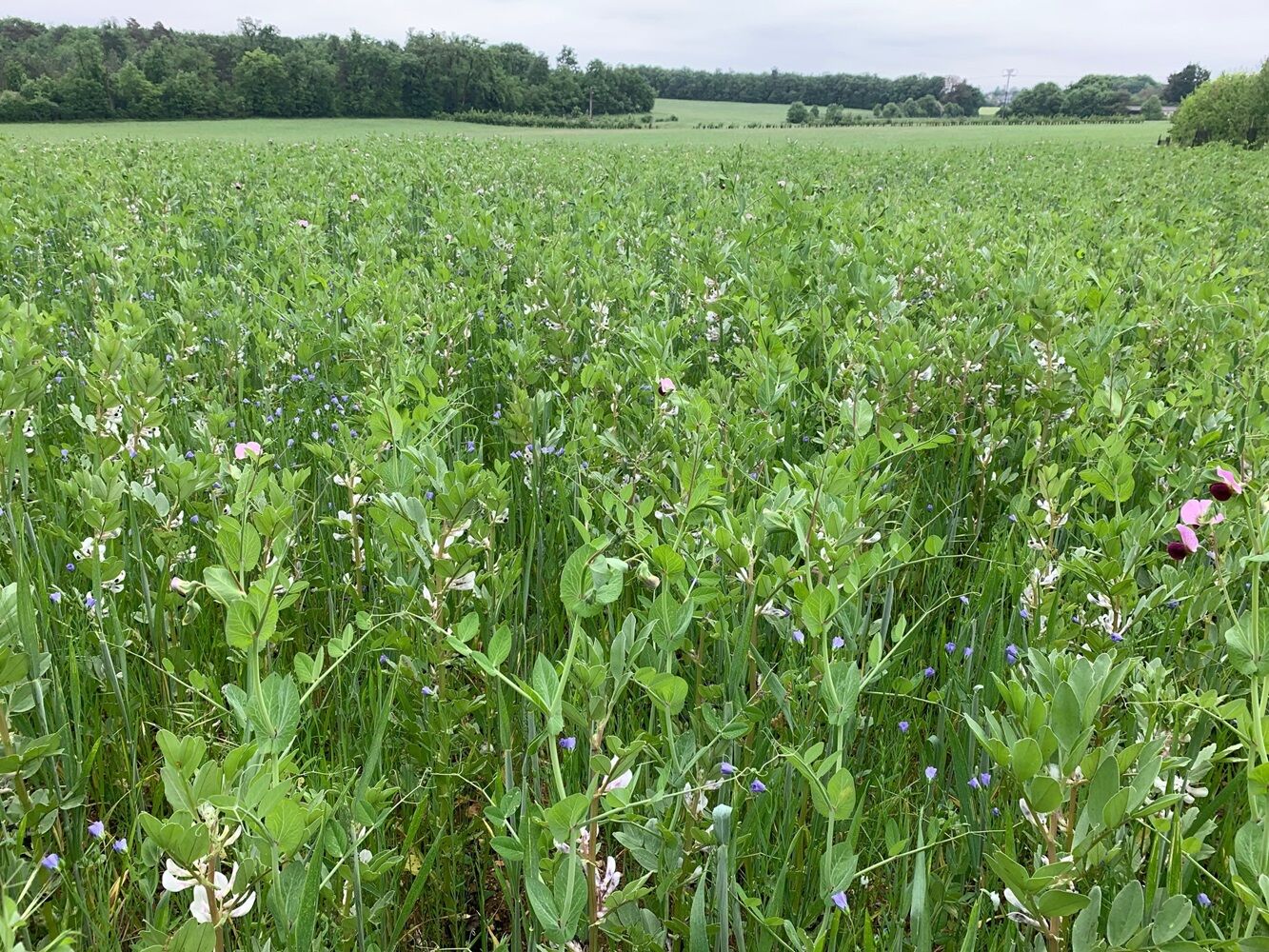 L'un des mélanges phares testés par Milpa est le méteil de blé, féverole, pois et lin. Au total, 15 associations différentes ont été semées cette saison dans la cinquantaine de fermes accompagnées par Milpa.