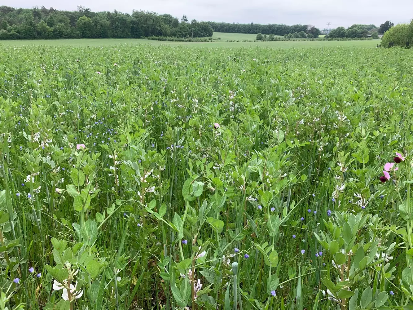L'un des mélanges phares testés par Milpa est le méteil de blé, féverole, pois et lin. Au total, 15 associations différentes ont été semées cette saison dans la cinquantaine de fermes accompagnées par Milpa.
