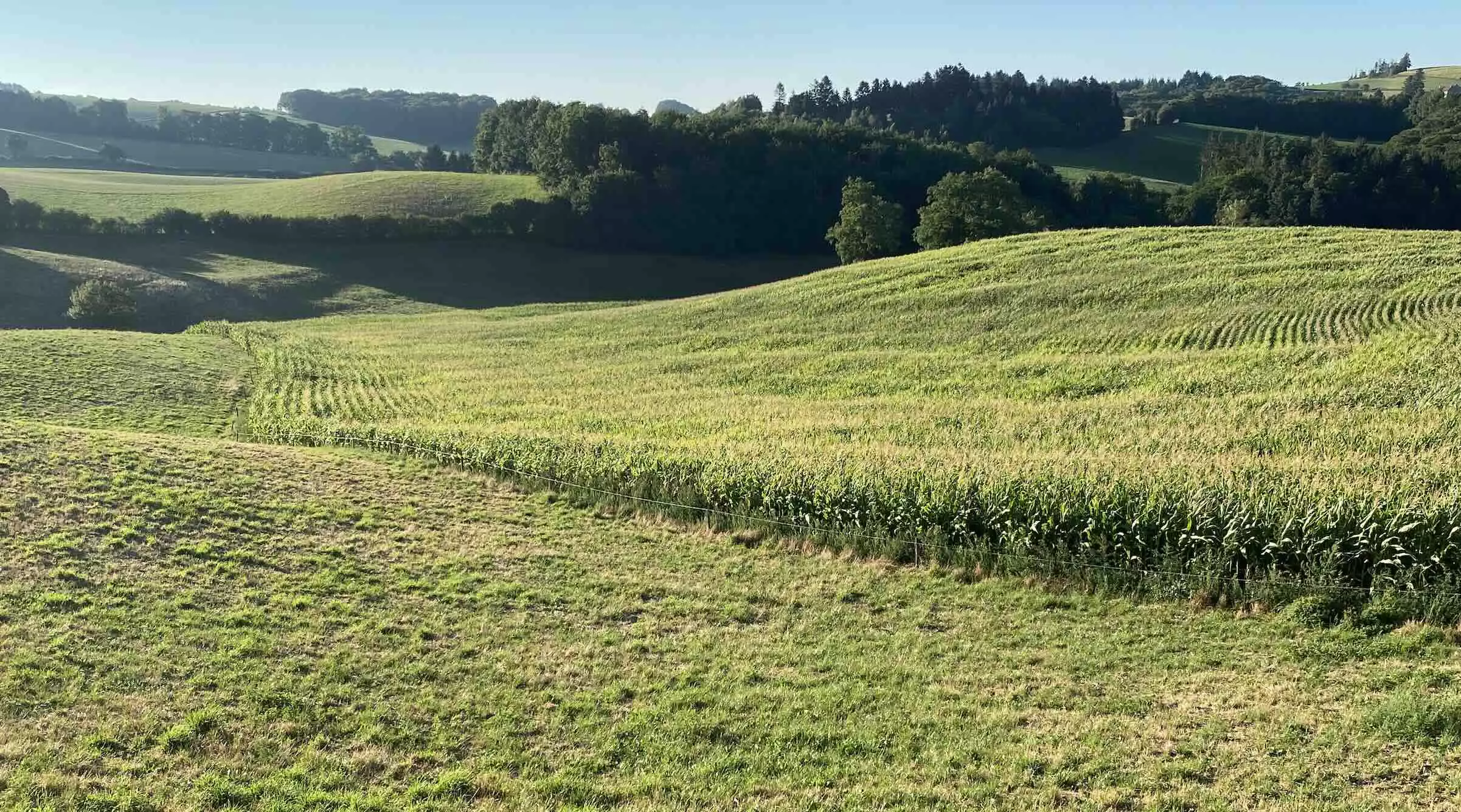 Dans ces systèmes, la part de céréales à paille diminue légèrement, substituées par l’implantation de mélanges fourragers qui s’insèrent facilement dans une rotation à base de maïs et de prairies (Crédit photo : R. Lecocq)
