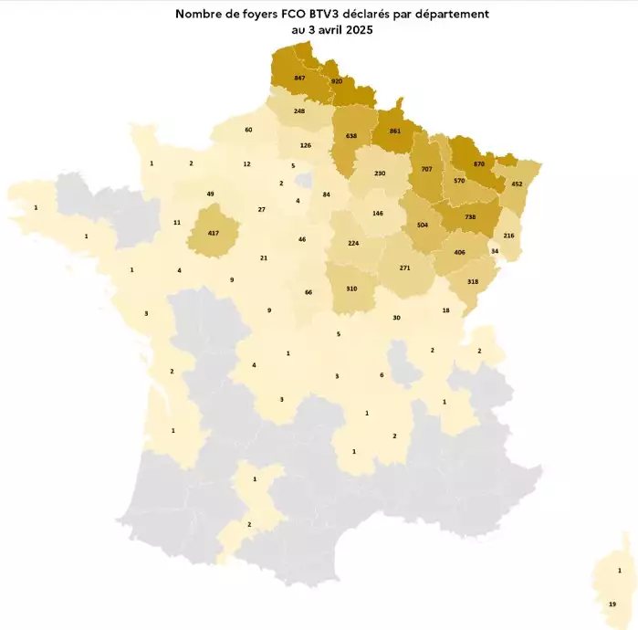 Entre le 5 août 2024 et le 03 avril 2025, 10.576 foyers de FCO-3 ont été recensés dans 62 départements. (Source : Ministère de l’Agriculture)