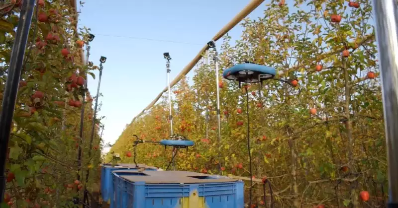 L’entreprise israélienne Tevel développe des robots volants autonomes pour la cueillette des fruits en combinant l'IA avec la vision par ordinateur, la robotique avancée, l'ingénierie aéronautique (Crédit photo : Kubota)
