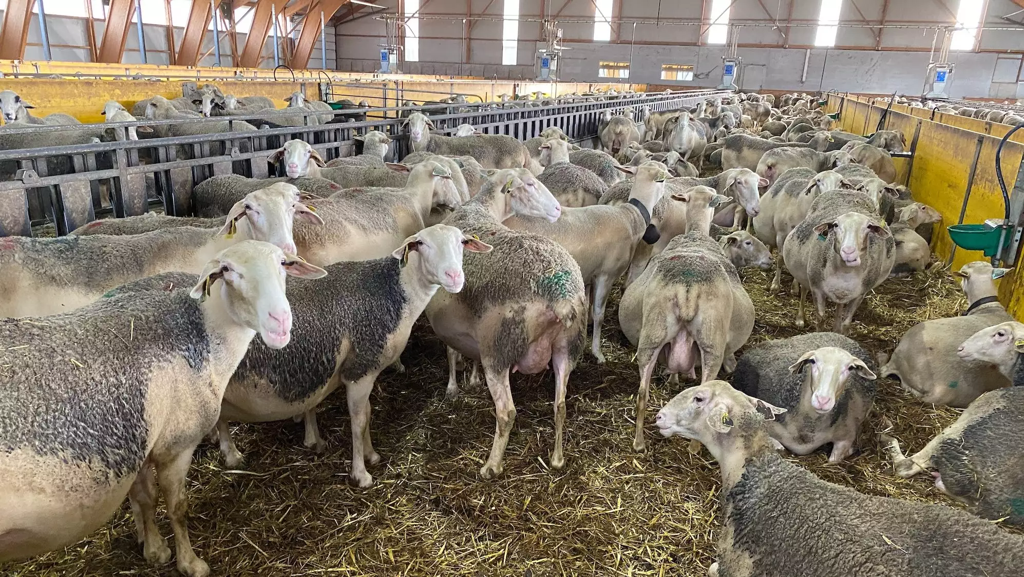 Dans le bassin de Roquefort, la rémunération par Unité de main d’œuvre exploitant est passée de 1,4 à 1,0 Smic entre 2021 et 2022, selon les données du réseau de fermes Inosys (Crédit photo : R. Lecocq)