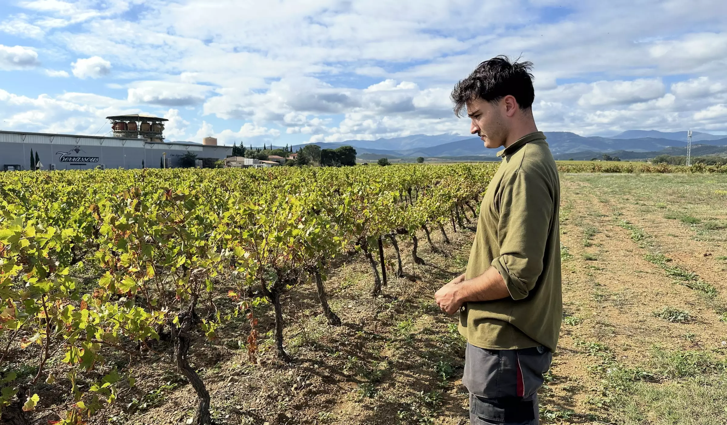 Amaury Paraire devant une parcelle de syrah, « foudroyée par le soleil » (Crédit photo : R. Lecocq)
