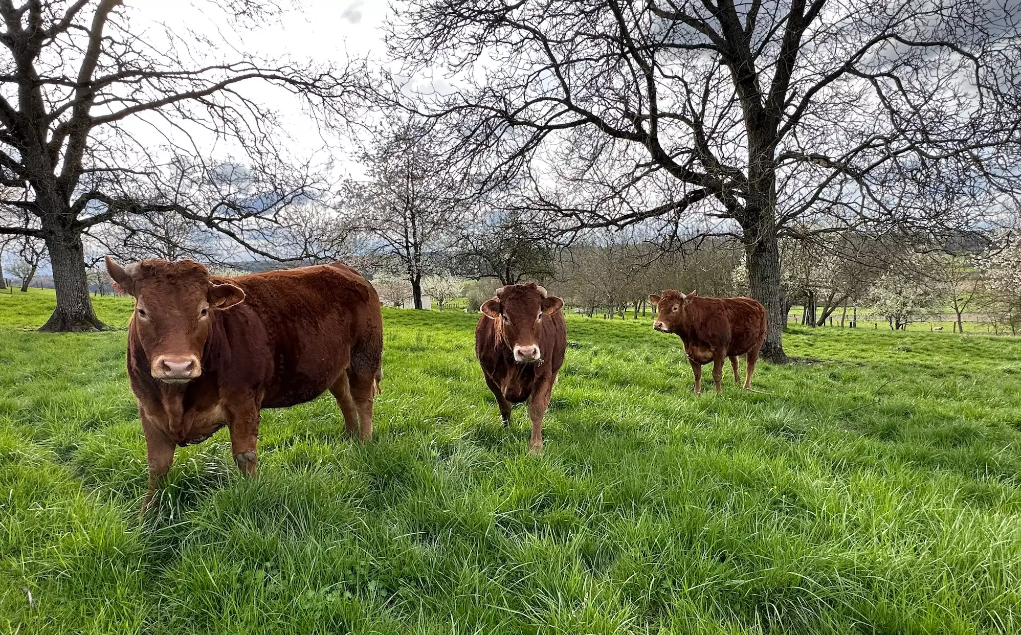 Egalim 2 a consacré la contractualisation écrite pour la plupart des bovins, ainsi que pour les porcs charcutiers castrés, le lait de chèvre cru et le lait de vache cru (Crédit photo : R. Lecocq)