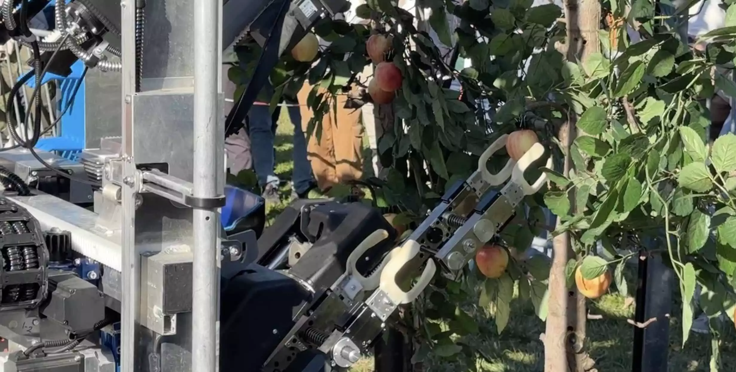 La pomme est happée par une main qui assure la rotation du fruit avant de la décrocher