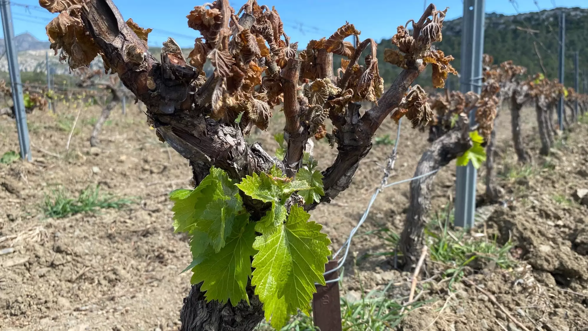 Le Fonds de solidarité nationale déclenche en cas de pertes exceptionnelles, fixées à 50% pour les grandes cultures, les cultures industrielles, les légumes et la vigne et à 30% pour toutes les autres productions, dont l’arboriculture et les prairies (Crédit photo : R. Lecocq)