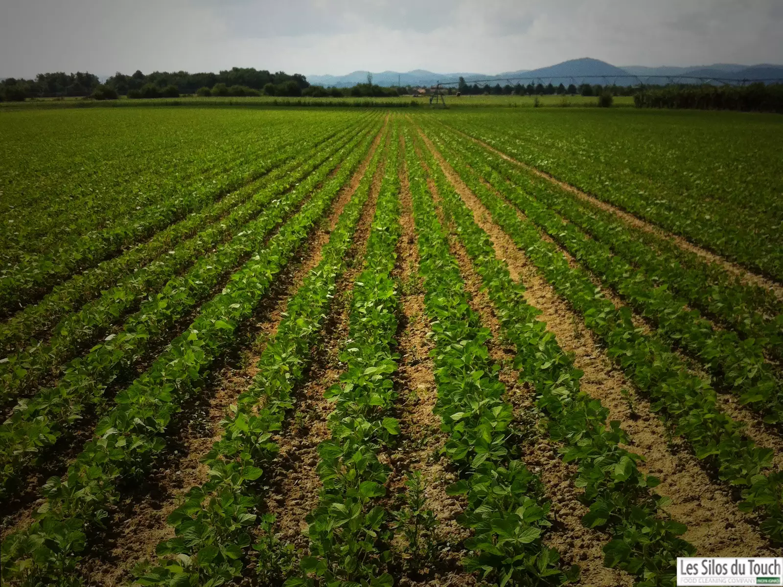 Le négoce propose à chacun d’eux des contrats à prix ferme, avec une plus-value qui oscille entre 30 €/t et 70 €/t par rapport à la concurrence positionnée sur l’alimentation animale, assortie de primes de qualité et de stockage le cas échéant