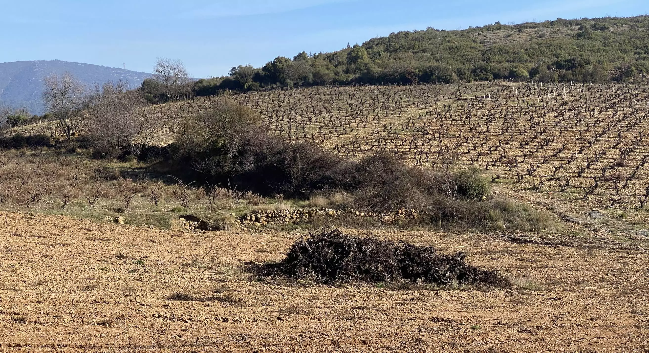 Les quatre départements viticoles du Languedoc-Roussillon cumulent des demandes d’arrachage pour près de 15.000 hectares (Crédit photo : R. Lecocq)