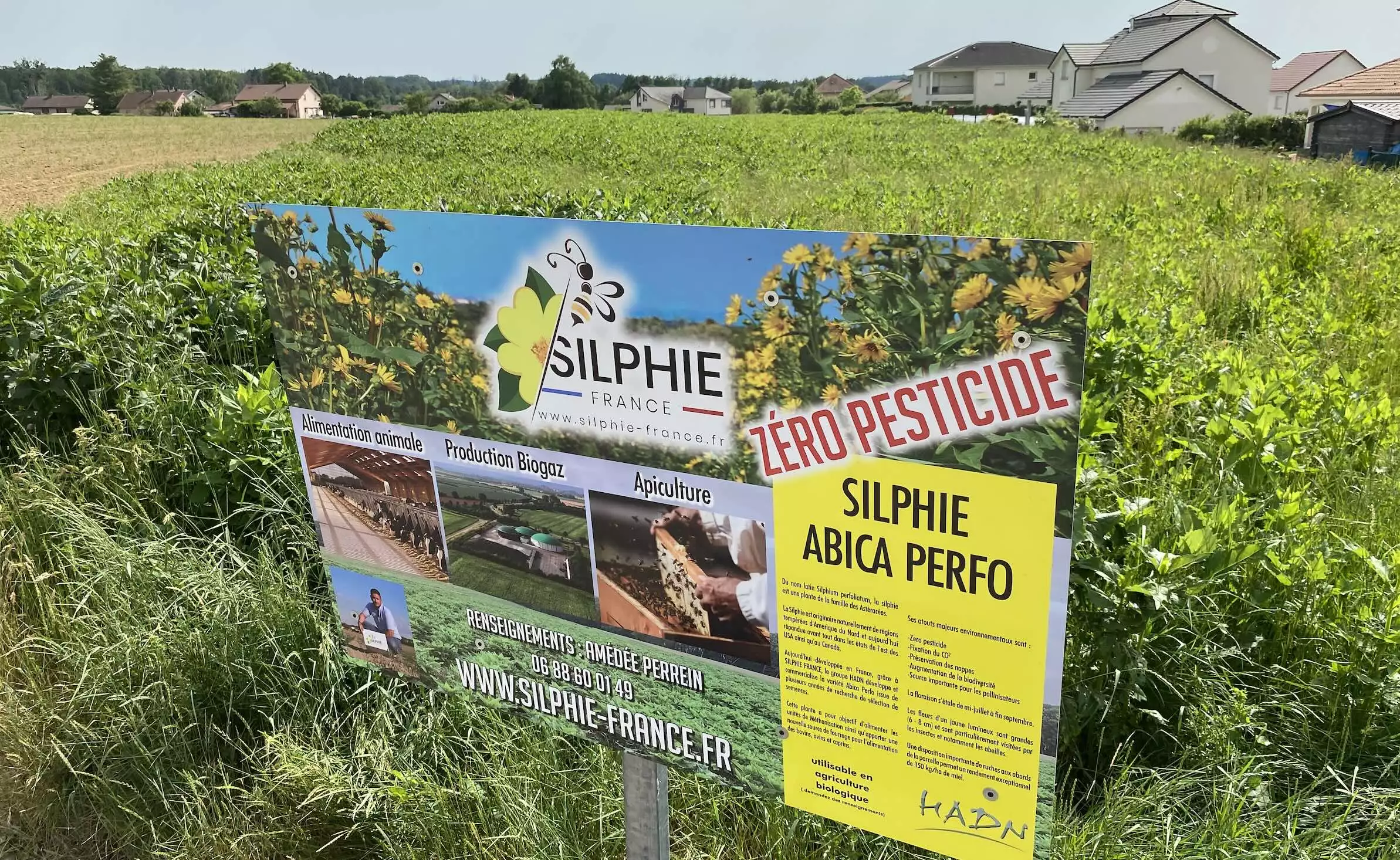 La silphie, une espèce reconnue « bas niveau d’intrants » idéale pour les ZNT © R. Lecocq
