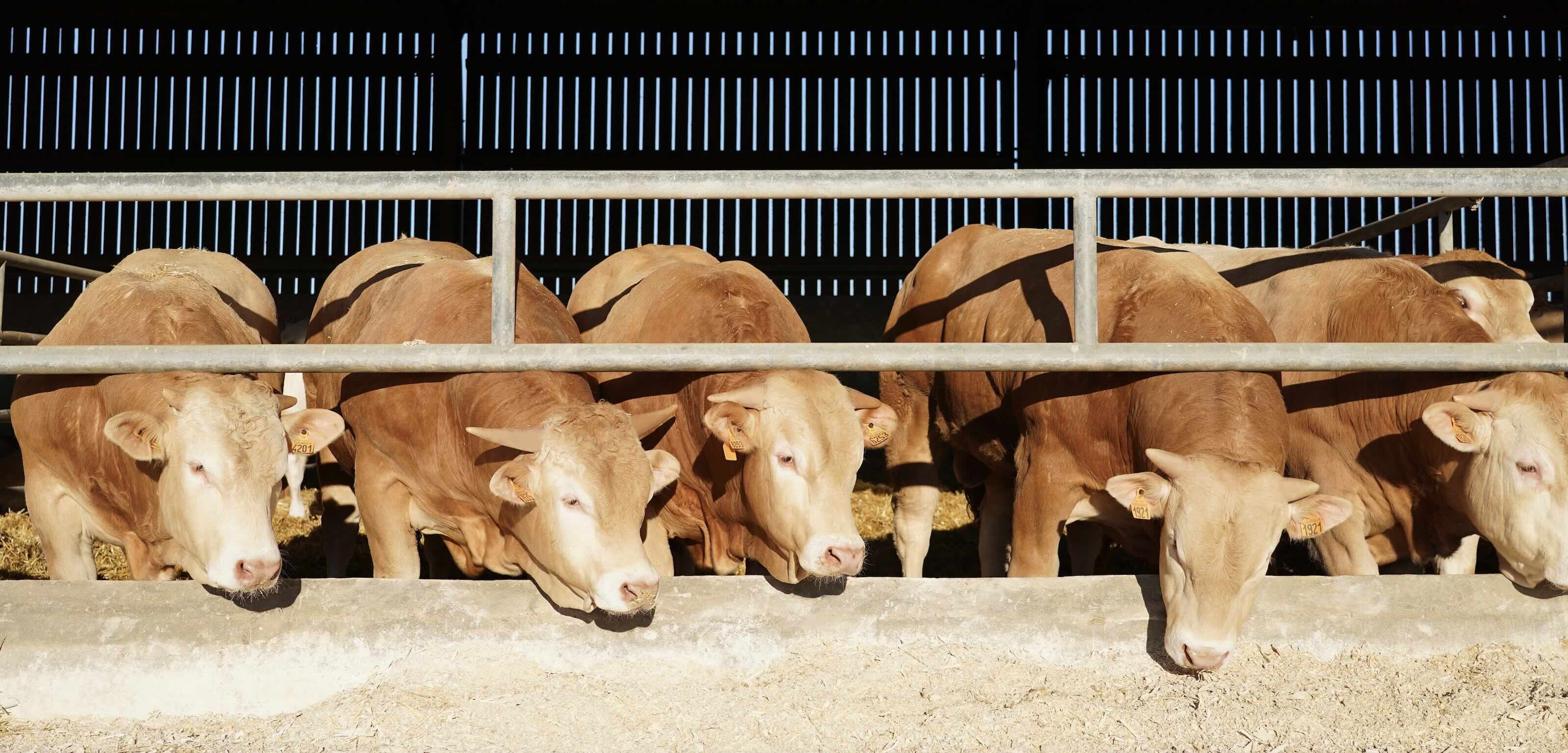 L’OP bovine de la coopérative propose des contrats sur 3 ou 6 ans intégrant à la fois les coûts de production et l'évolution du prix de marché © Lur Berri