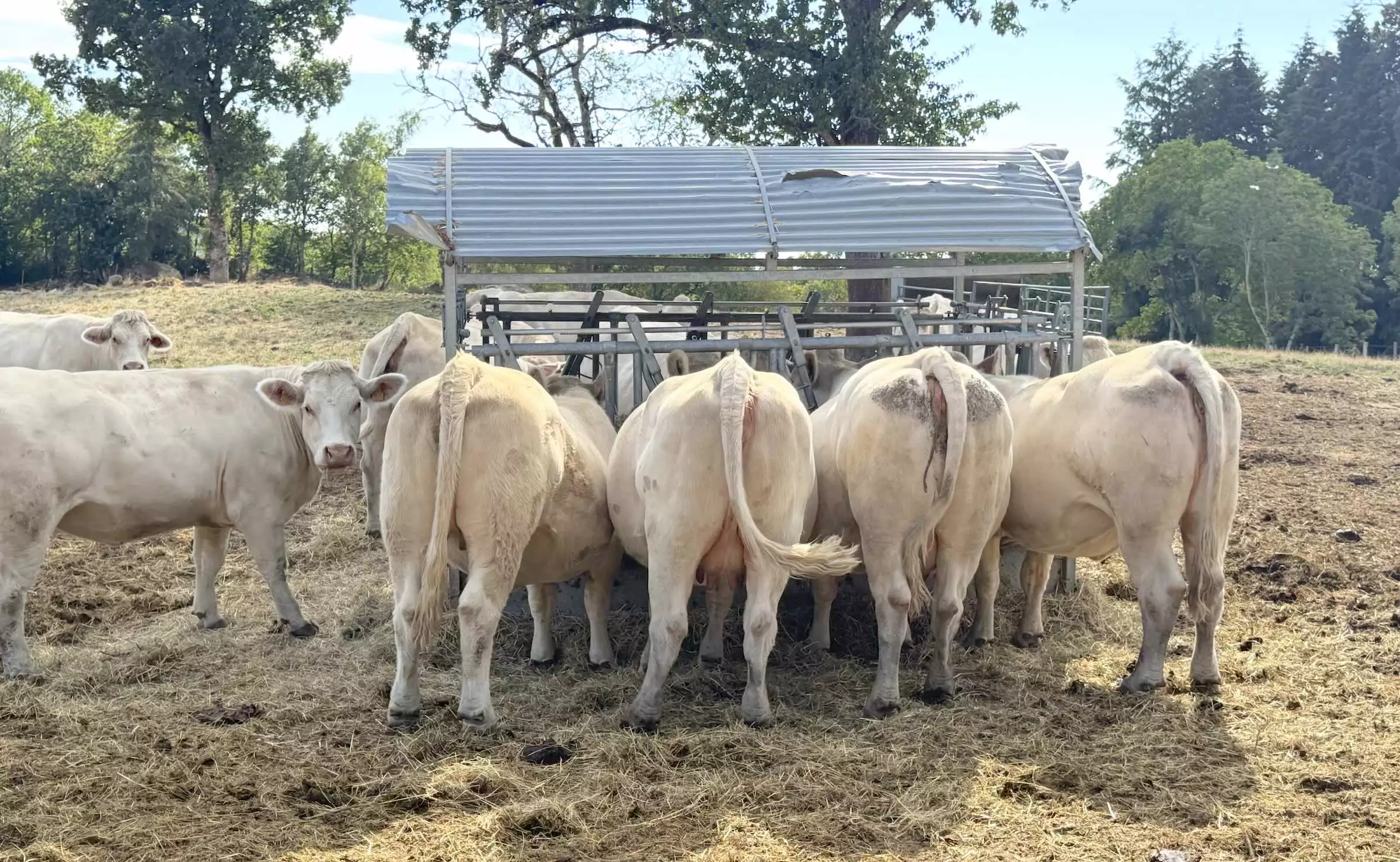 Un troupeau de vaches allaitantes à Vollore-Montagne (Puy-de-Dôme) le 22 août 2026 © R. Lecocq