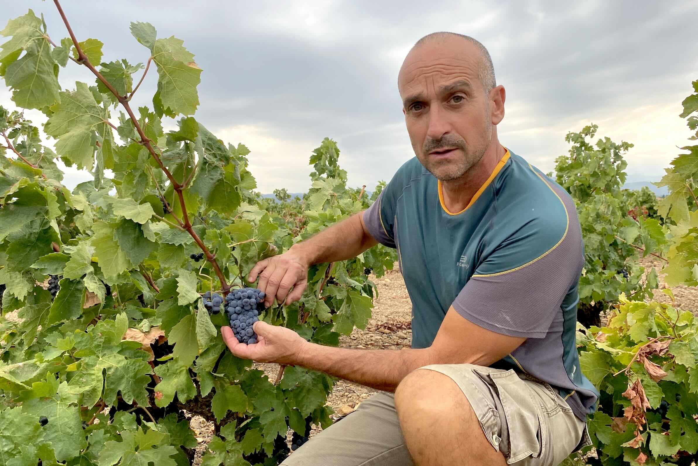La filière vitivinicole est la plus juteuse de toutes les filières agroalimentaires mais la plus en risque (Crédit photo : R. Lecocq)