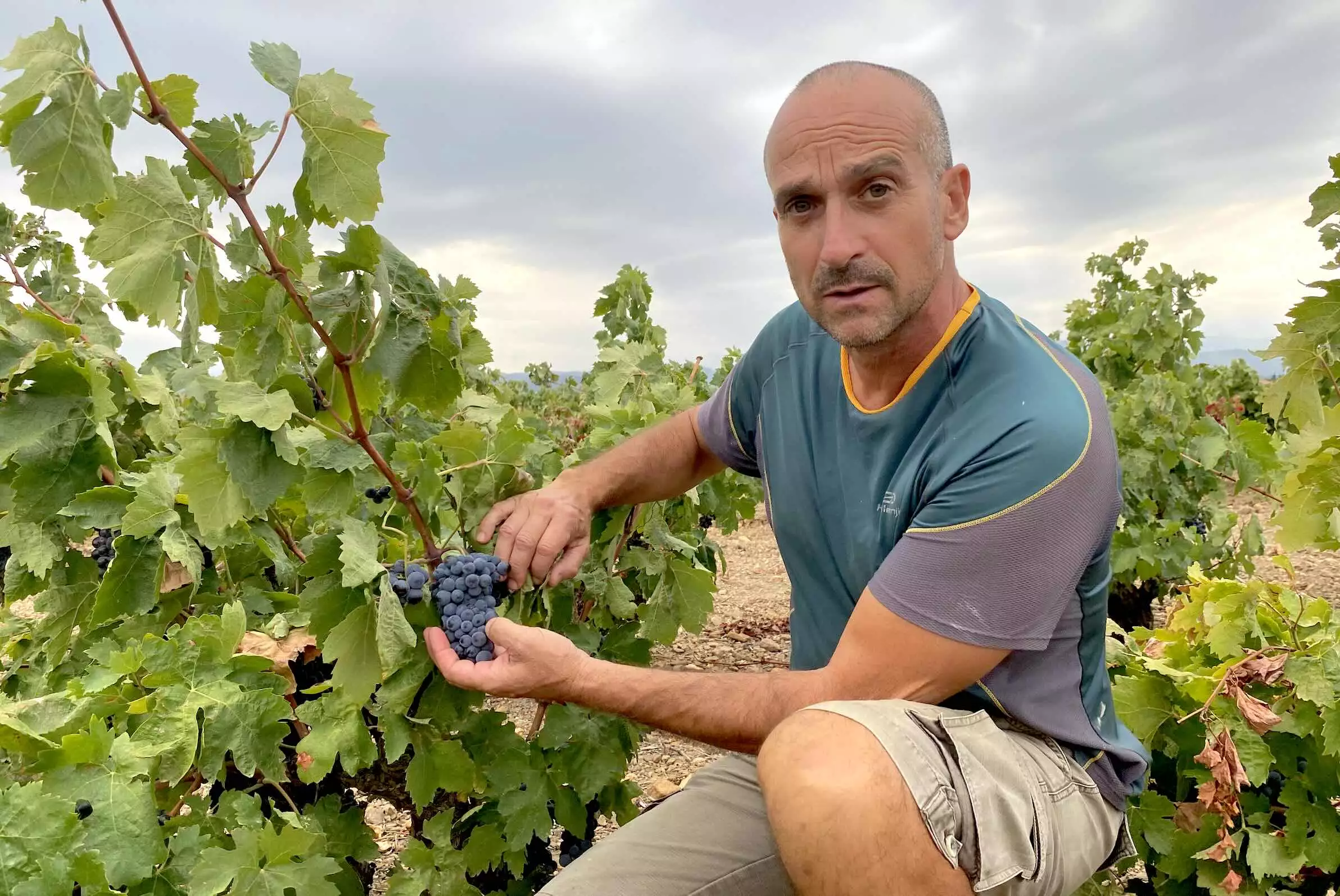 La filière vitivinicole est la plus juteuse de toutes les filières agroalimentaires mais la plus en risque (Crédit photo : R. Lecocq)