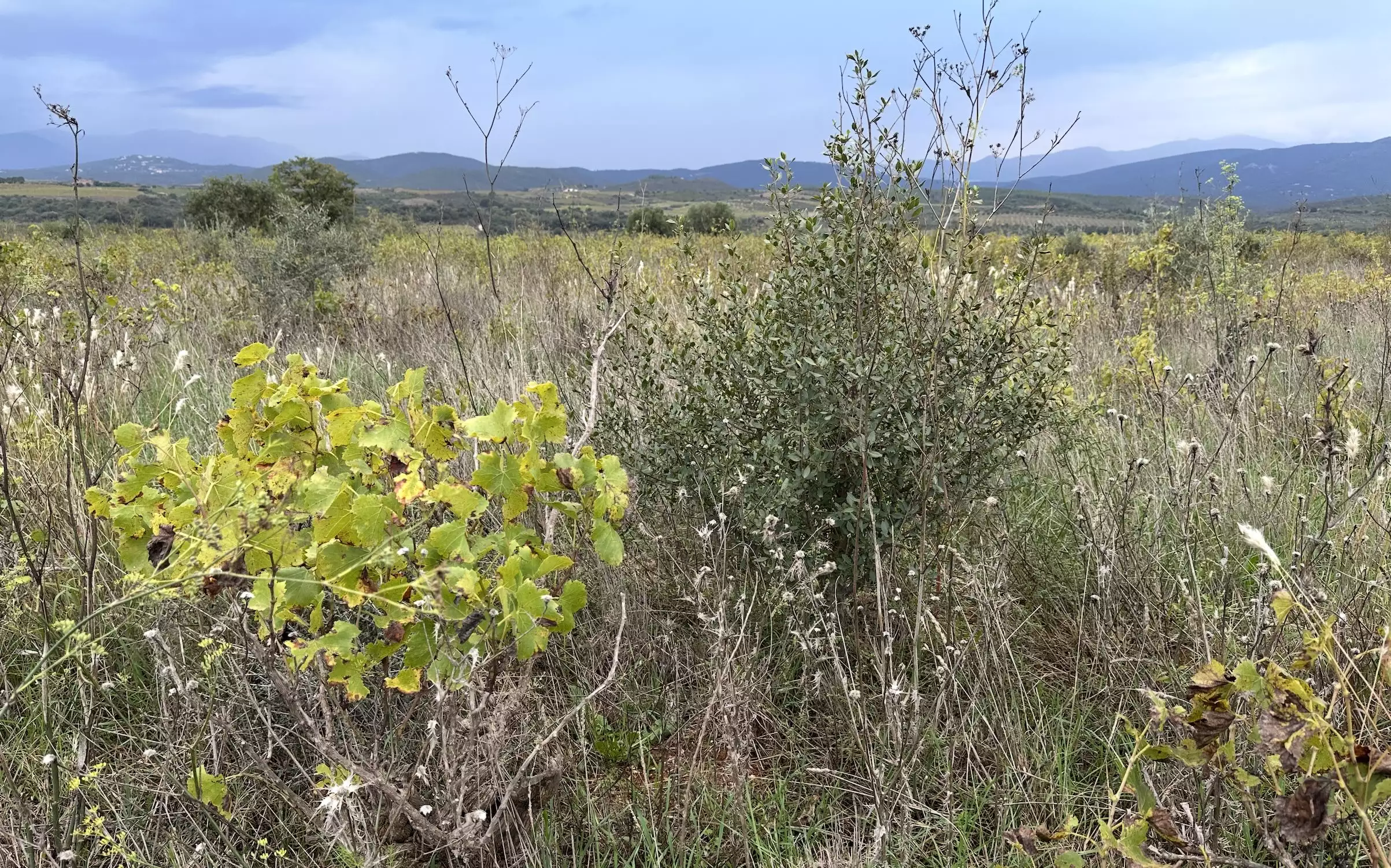 En Languedoc-Roussillon, la friche a de beaux jours devant elle