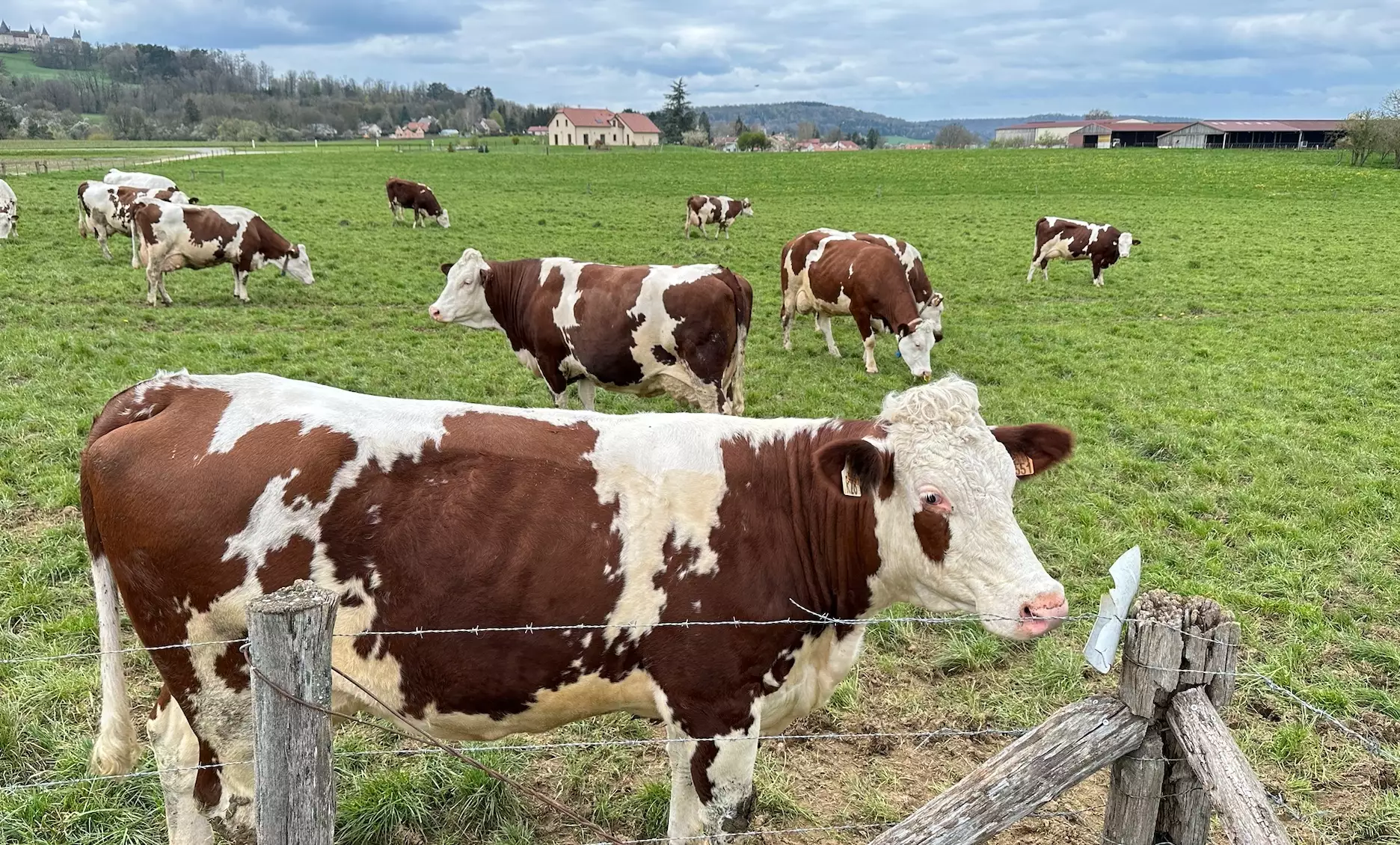 Lactalis va réduire de 8,8% d’ici à 2030 sa collecte de lait destinée à l’export, pour se recentrer sur les produits de grande consommation français, « mieux valorisés car moins sujets aux aléas des marchés mondiaux » (Crédit photo : R. Lecocq)
