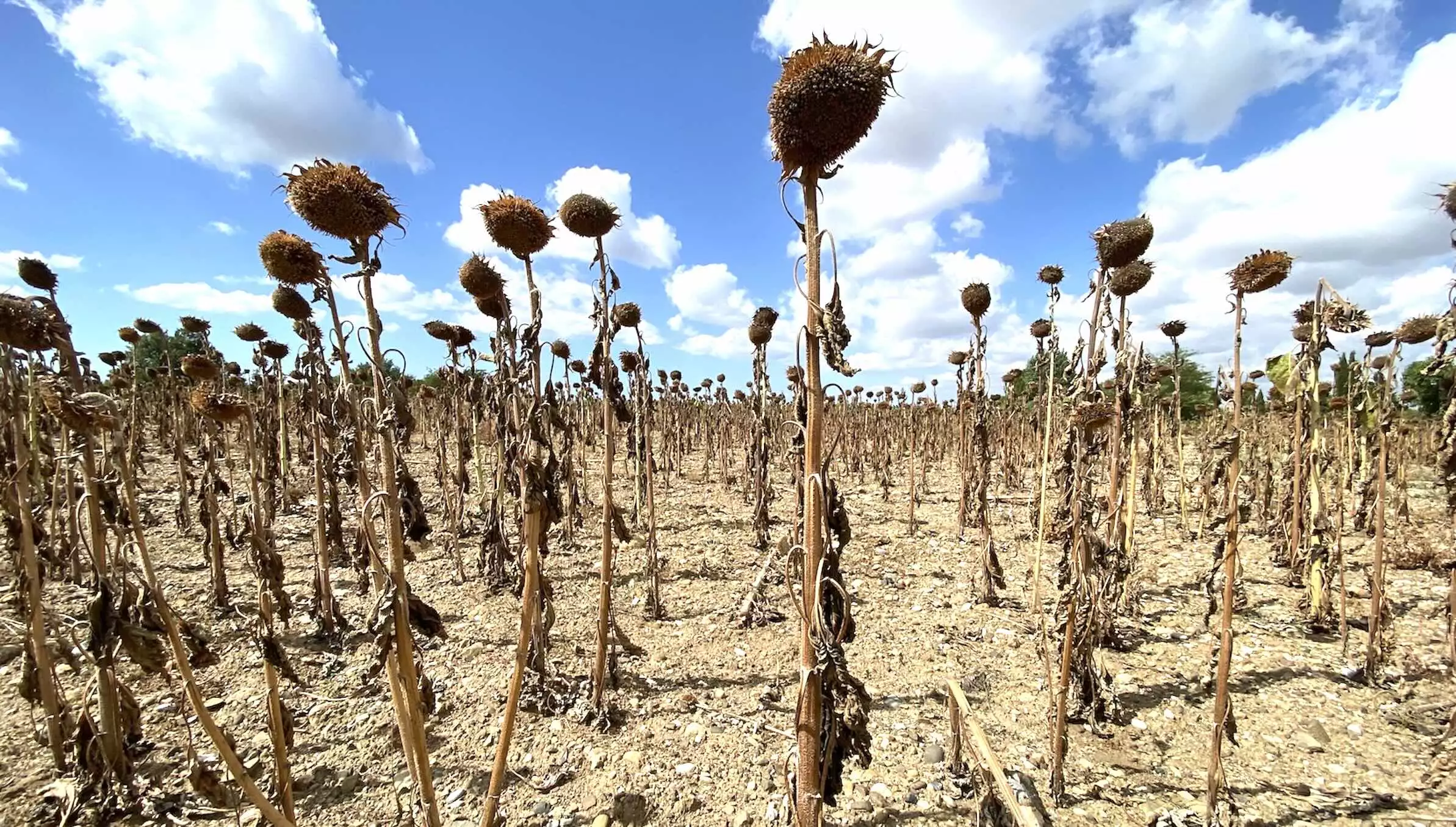 Le rendement moyen du tournesol a chut&eacute; de 23,7% &agrave; 15,8q/ha &copy; R. Lecocq
