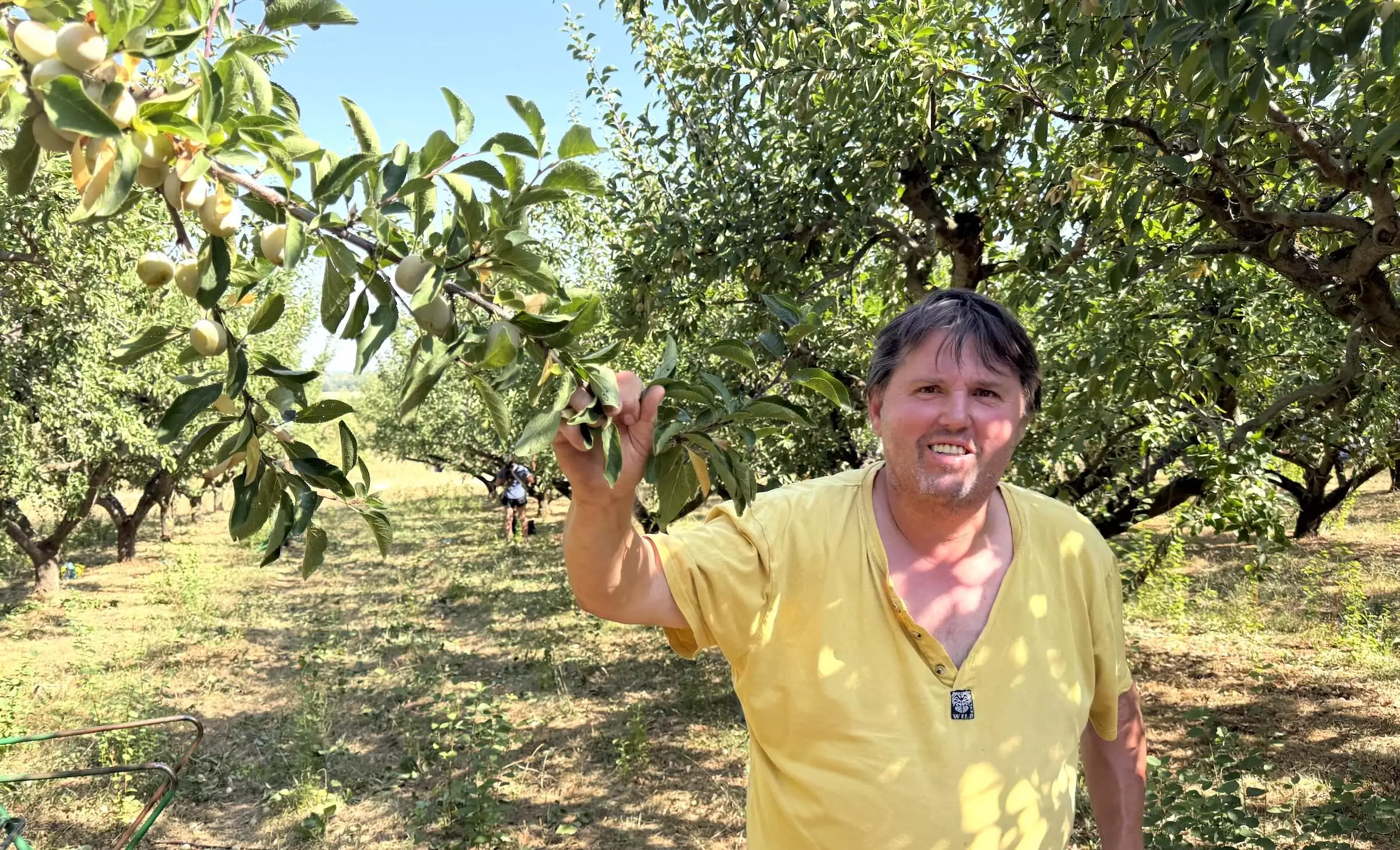 La couleur du « fruit d’or » a mis du temps à s’affirmer tandis la durée de conservation s’est étirée, surprenant le producteur averti © R. Lecocq