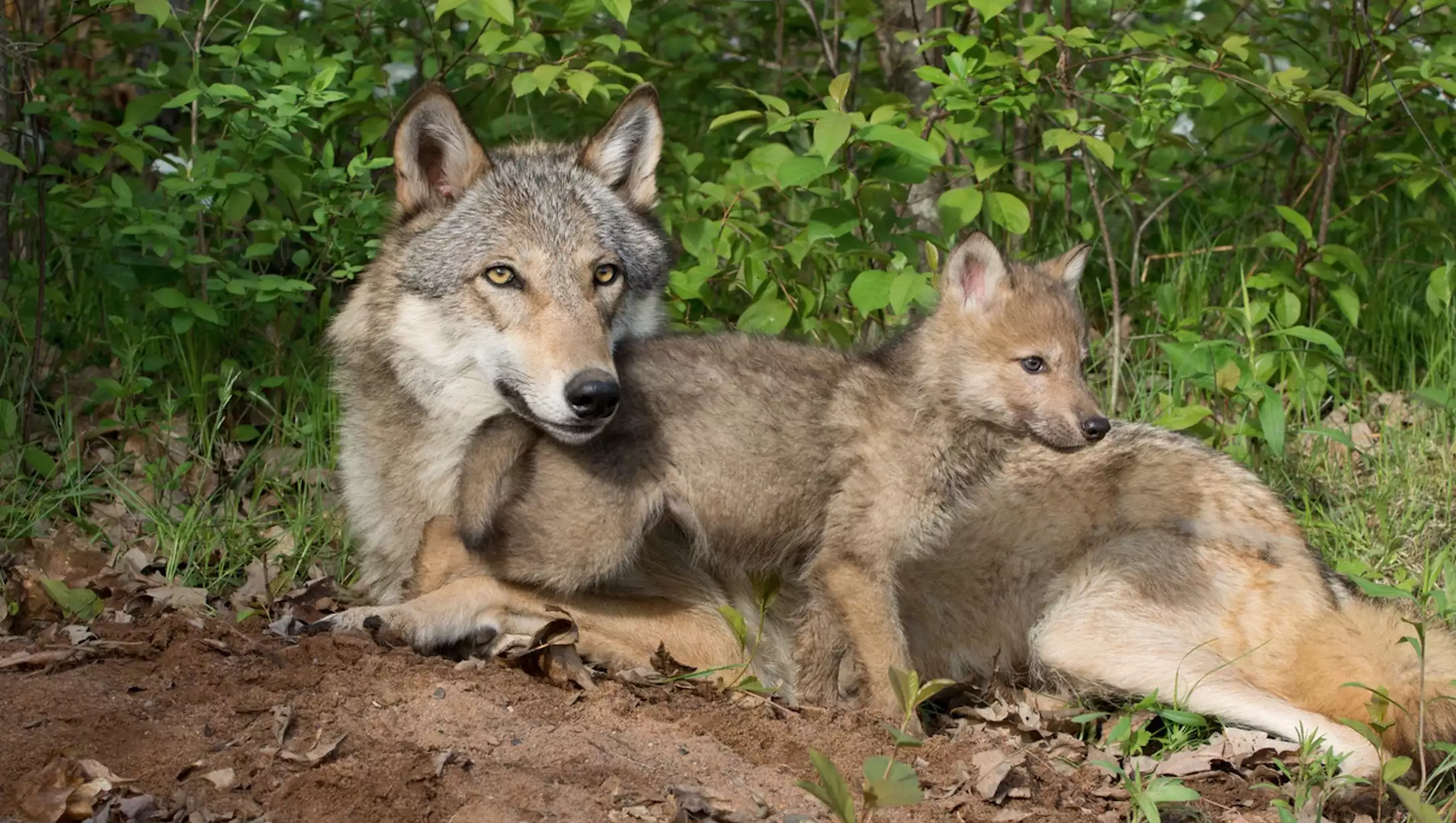 Le PNA inclut un volet dédié à la défense de l’élevage et du pastoralisme, « avec ajustements législatifs au besoin », incluant une évaluation de l’impact du loup et des travaux sur les aménités