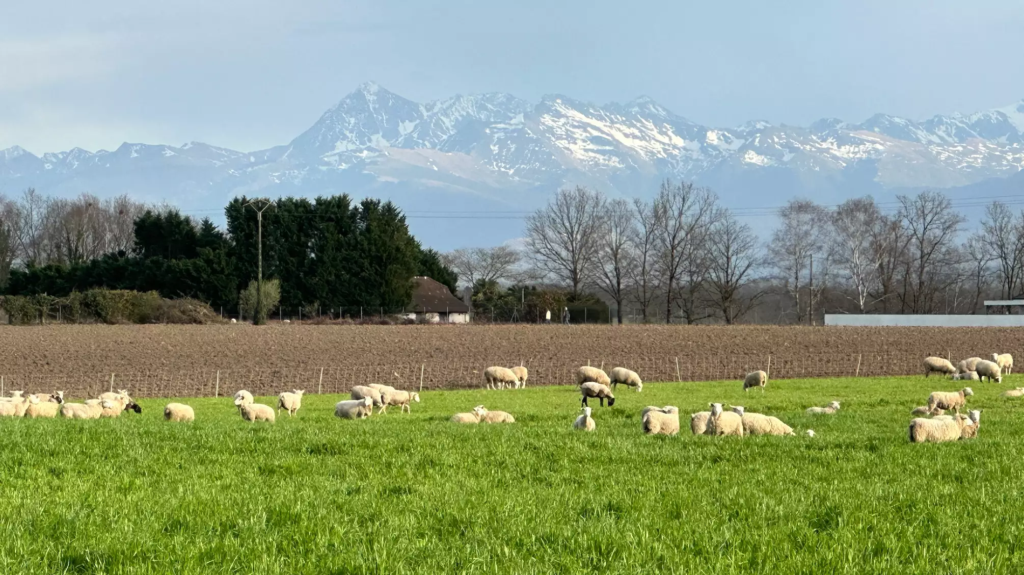 En différant l’investissement dans le foncier, le portage permet de diminuer le taux d’endettement et de débloquer potentiellement un projet d’installation (Crédit photo : R. Lecocq)